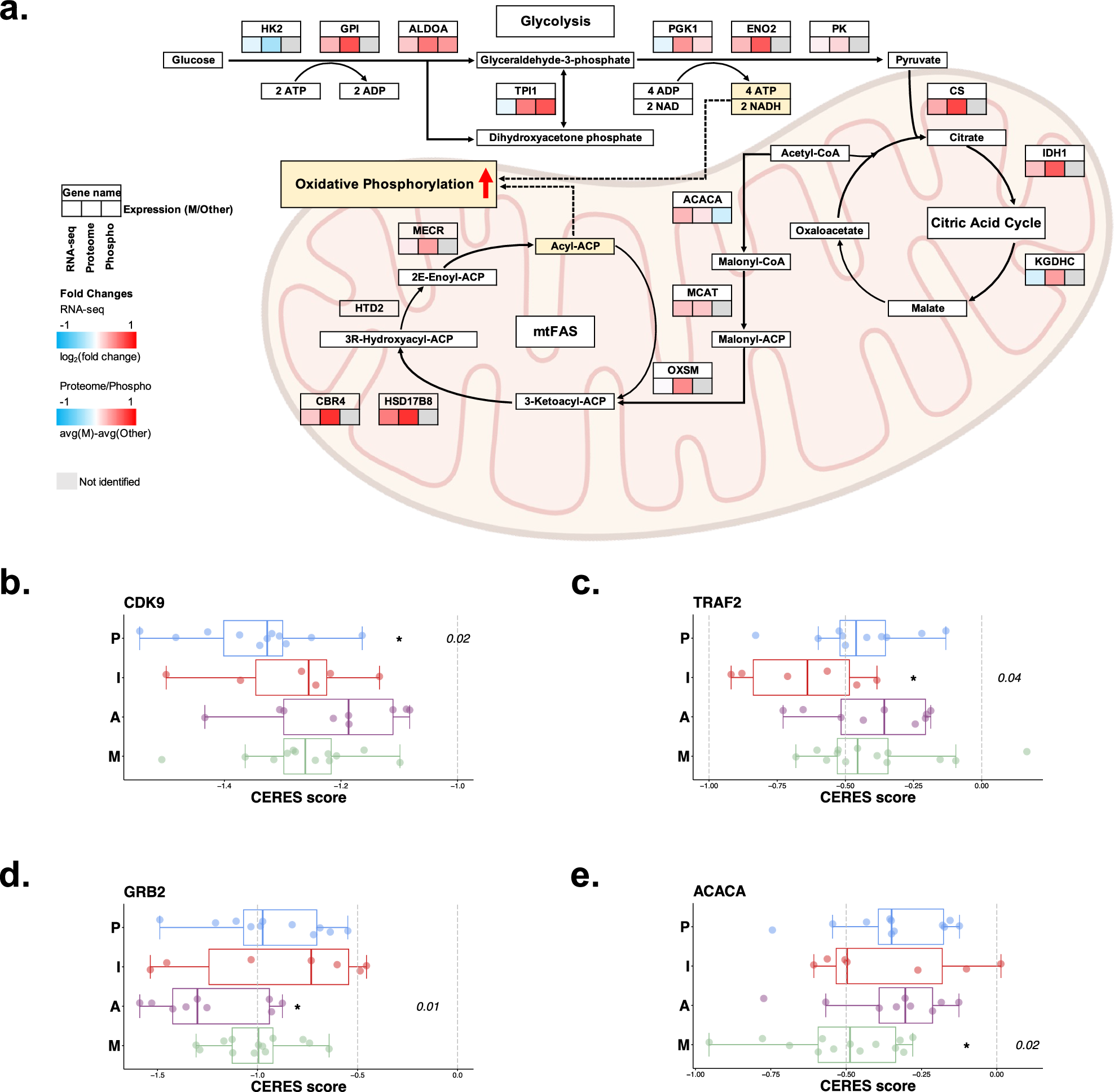 Fig. 5: Metabolomic subgroups with upregulated pathways and subtype-specific vulnerabilities.