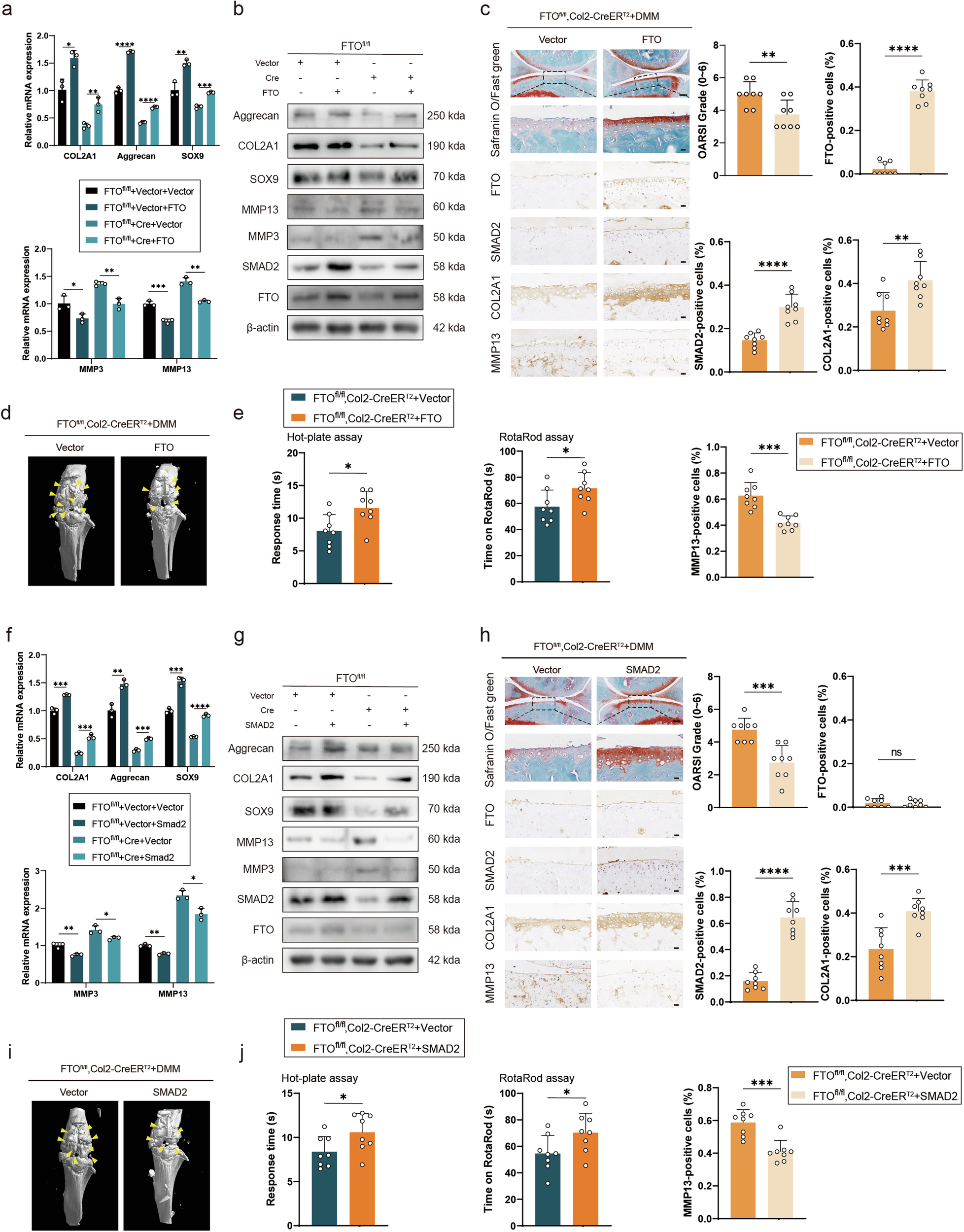 Fig. 5: Overexpressing FTO or SMAD2 partially alleviated OA progression in the DMM mouse model.