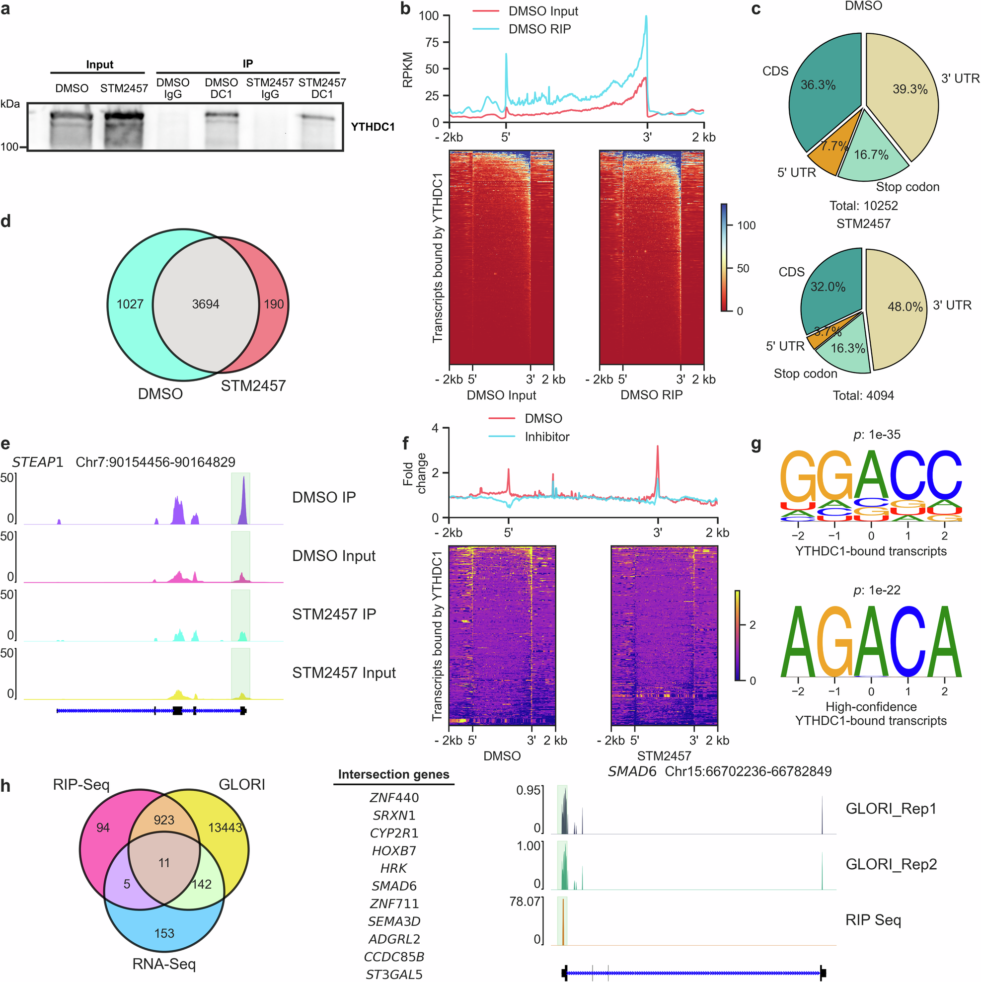 Fig. 5: Identification of YTHDC1 binding targets in urothelial cells via RIP-seq.