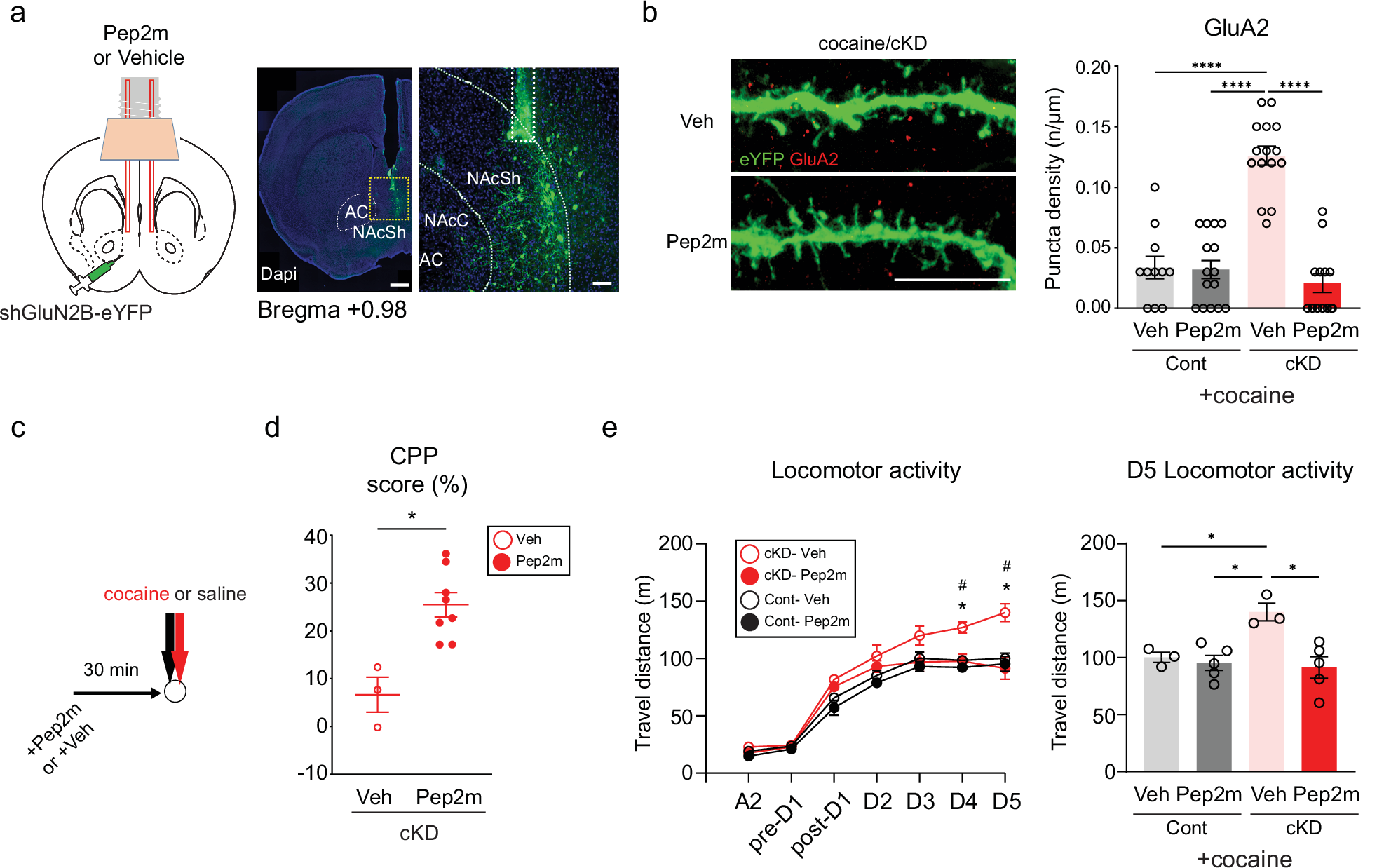 Fig. 4: GluN2B depletion impairs addiction memory and increases behavioral sensitization via GluA2-AMPAR trafficking.