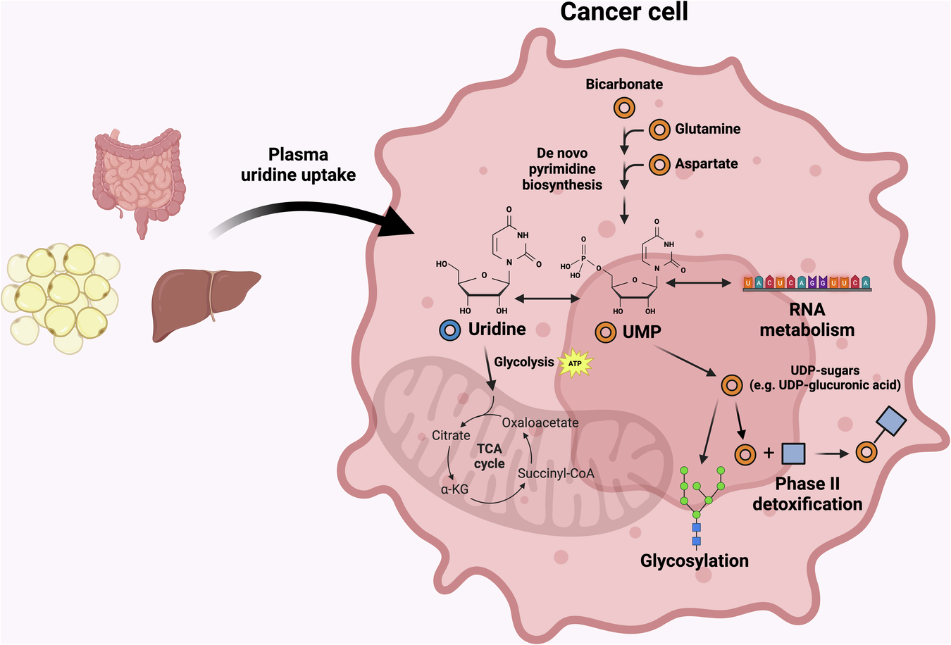 Fig. 1: Overview of uridine metabolism in a cancer cell.
