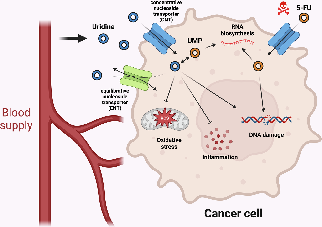 Fig. 2: Summary of known consequences of uridine administration in cancer.