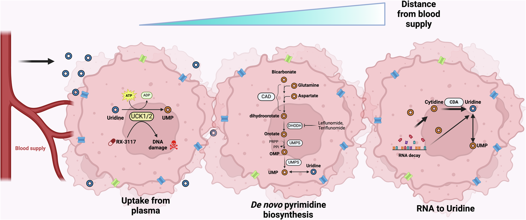 Fig. 6: Predicted model for uridine uptake mechanism according to distance from blood supply.