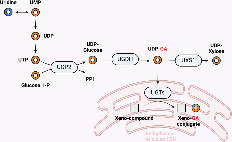 Fig. 8: Pathway for uridine contribution to a subset of UDP sugars and glucuronidation reactions.