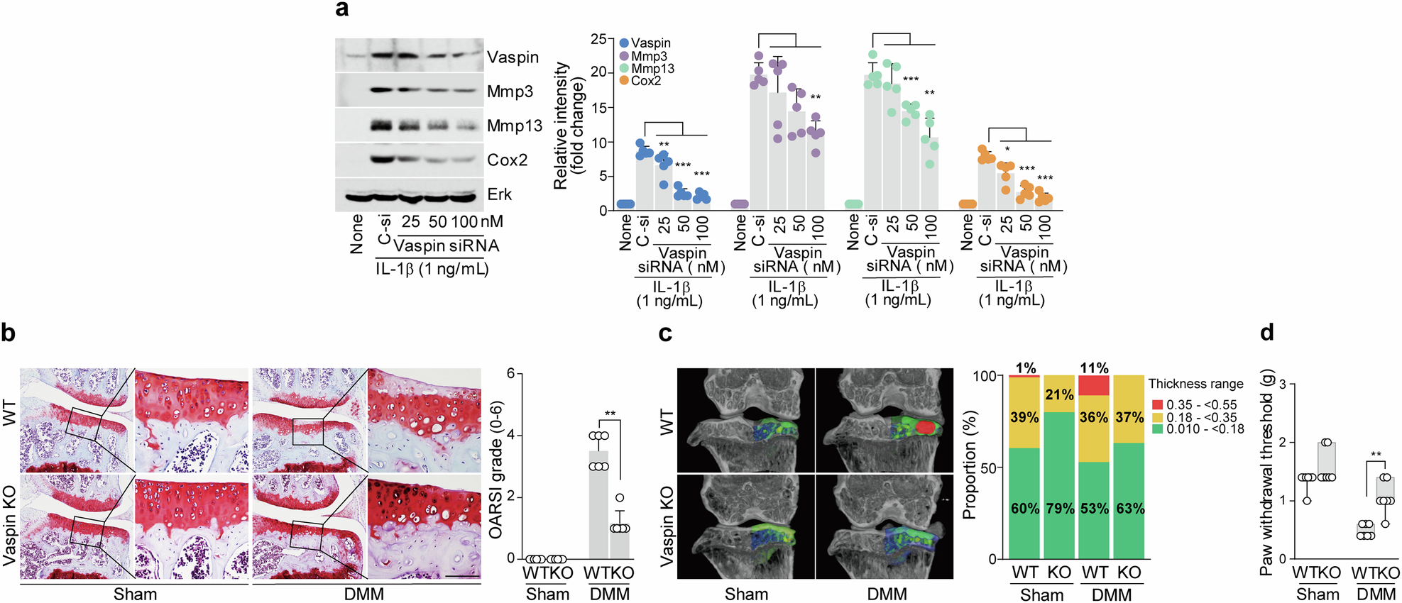 Fig. 2: Depletion of vaspin inhibits OA development.