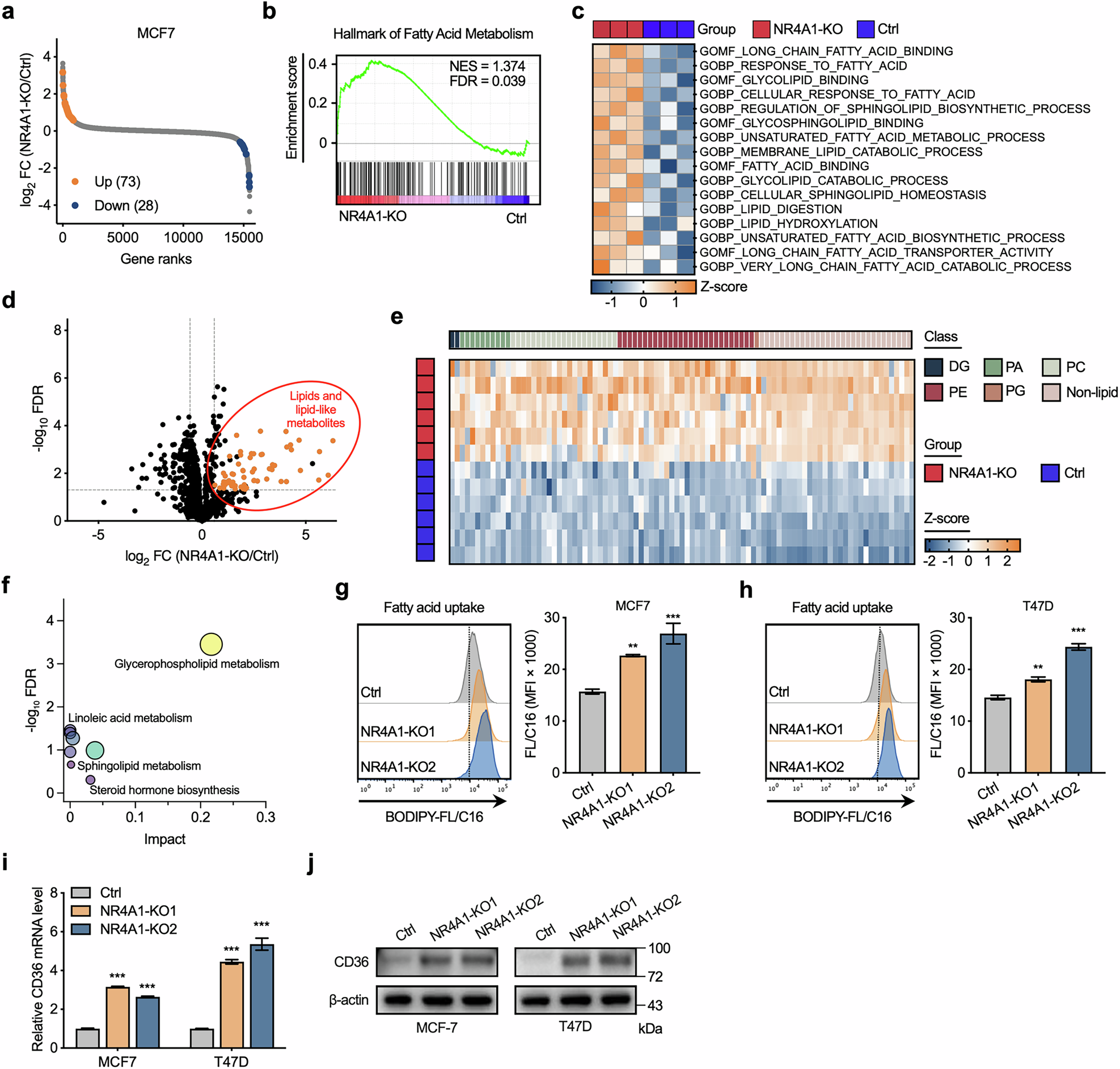 Fig. 3: NR4A1 deficiency regulates the lipid remodeling and phospholipid accumulation.