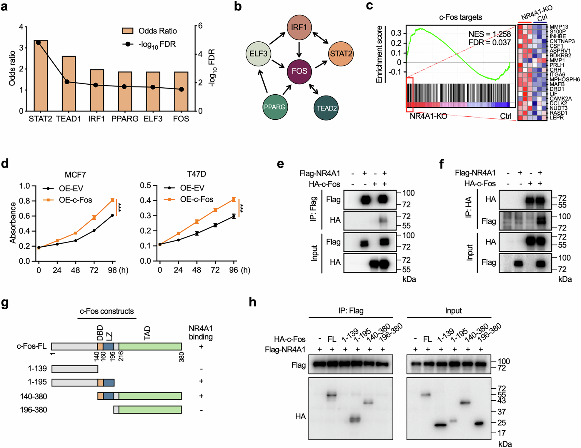 Fig. 5: NR4A1–c-Fos interaction affects the transcriptional activity of c-Fos.