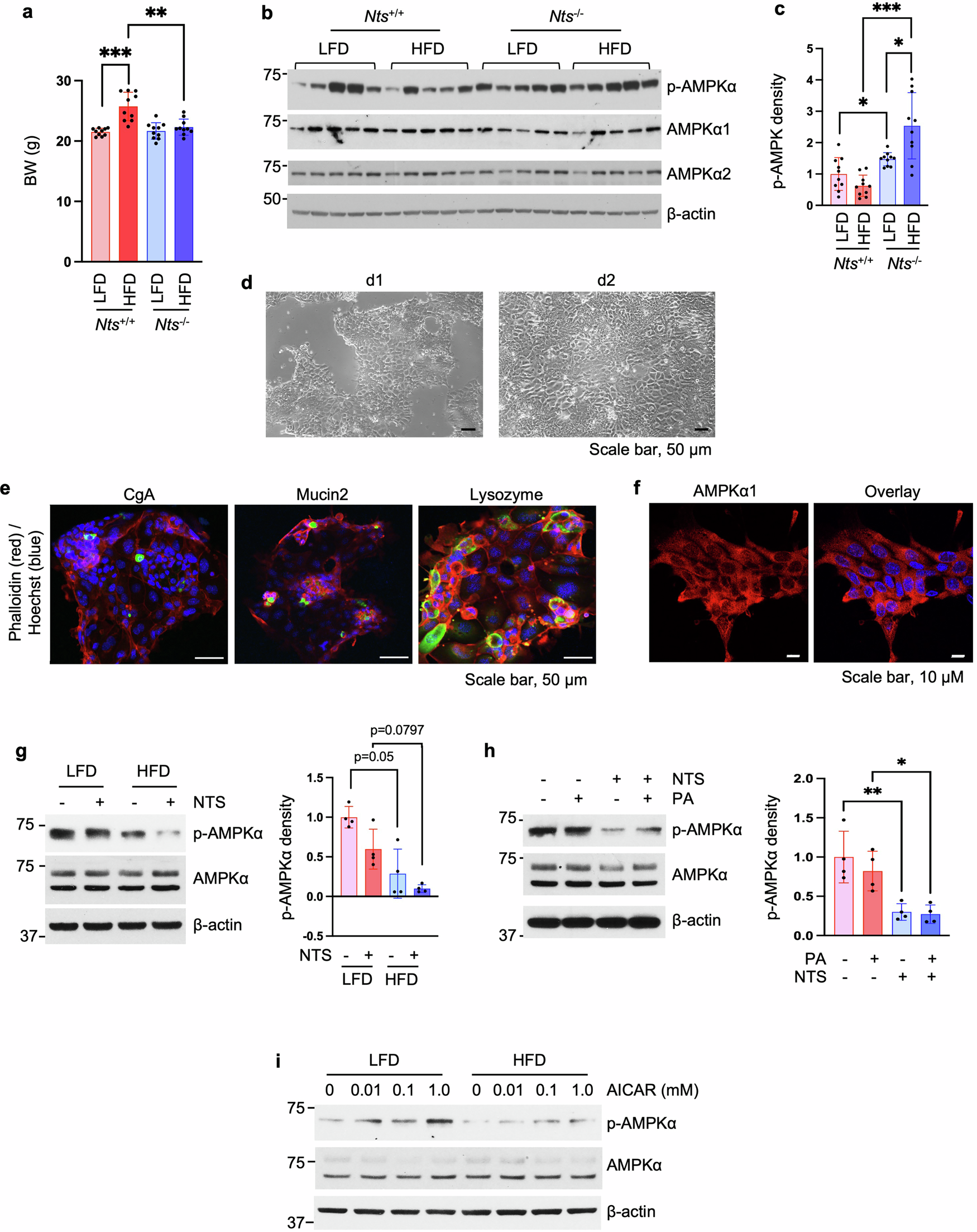 Fig. 2: NTS deficiency reverses HFD-inhibited p-AMPK expression.