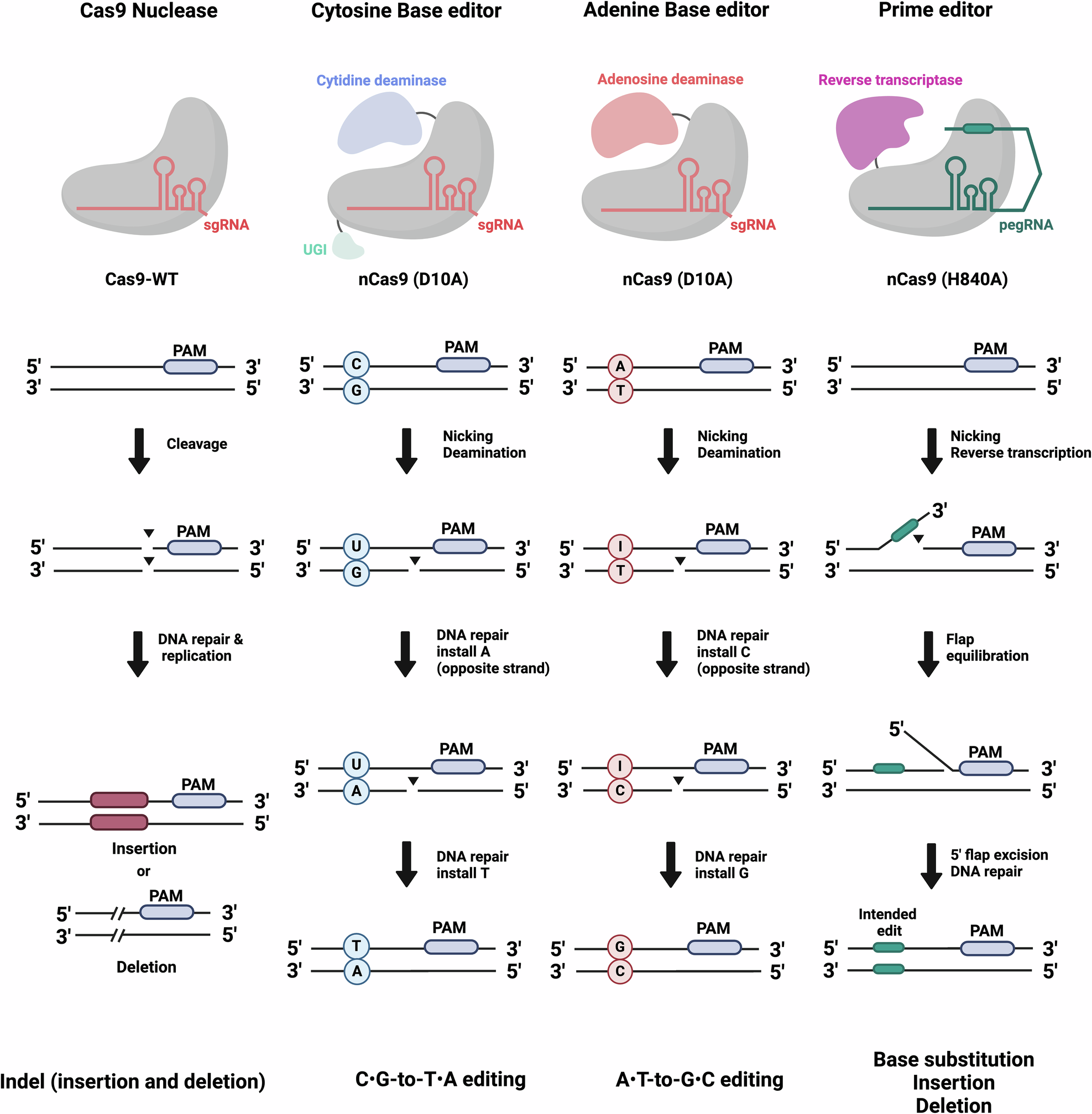 Fig. 1: Overview of genome editors and editing outcomes.