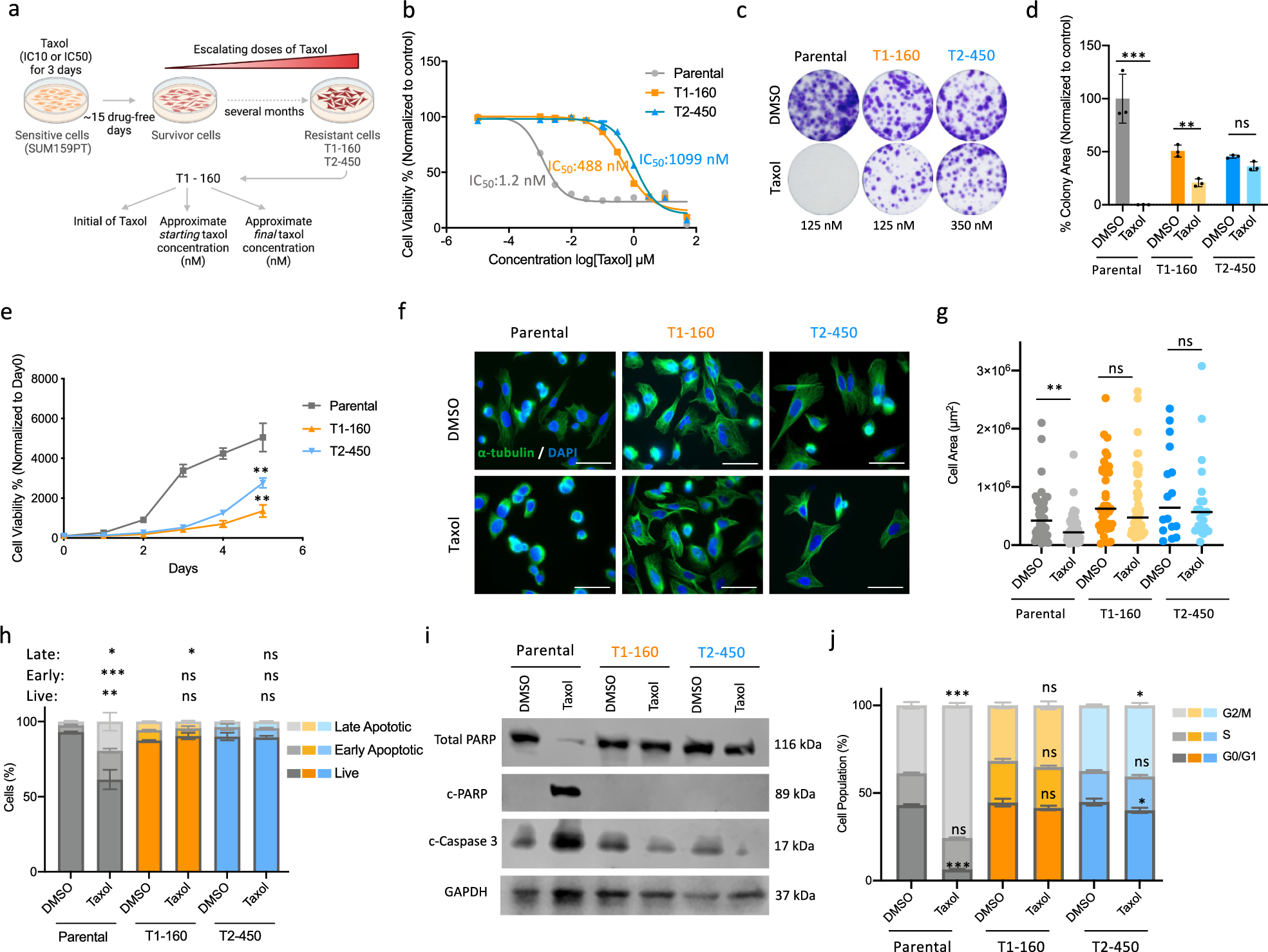 Fig. 1: Establishment and characterization of Taxol-resistant TNBC cells.