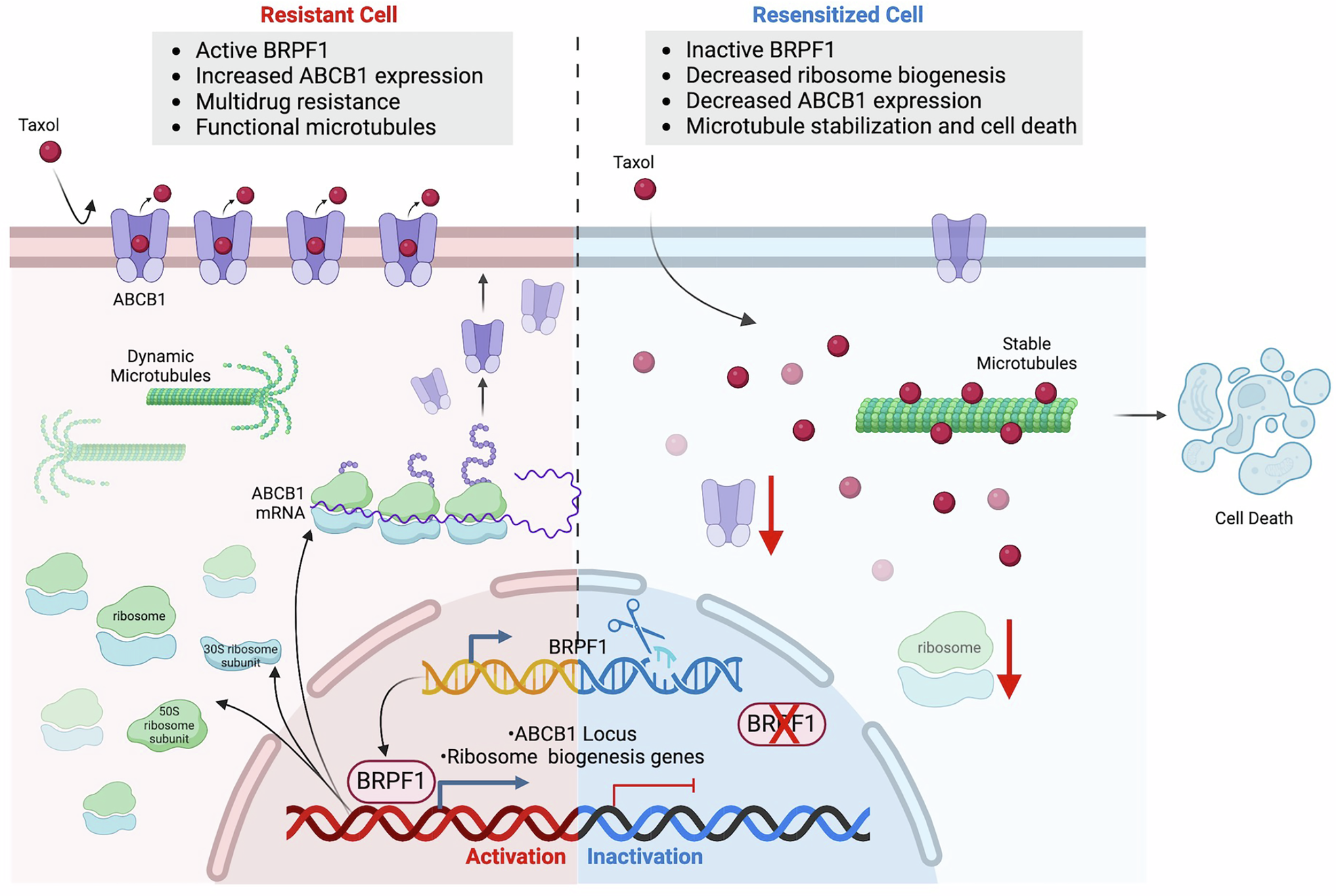 Fig. 7: Proposed model of Taxol resistance regulation by BRPF1.