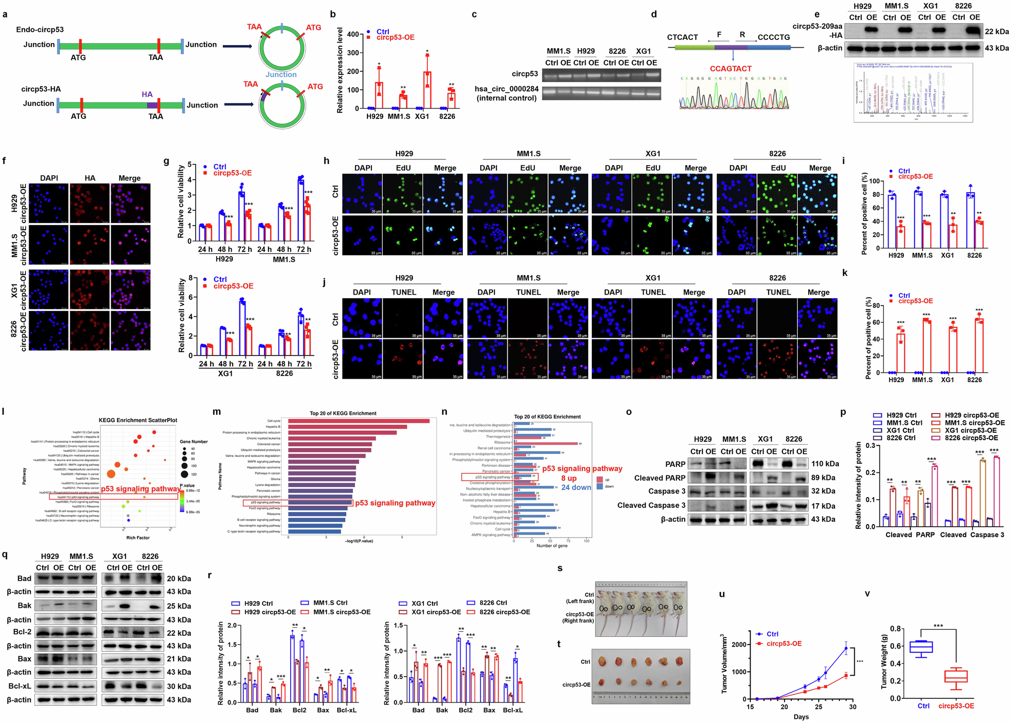 Fig. 2: Circp53 activates the mitochondrial apoptotic pathway.