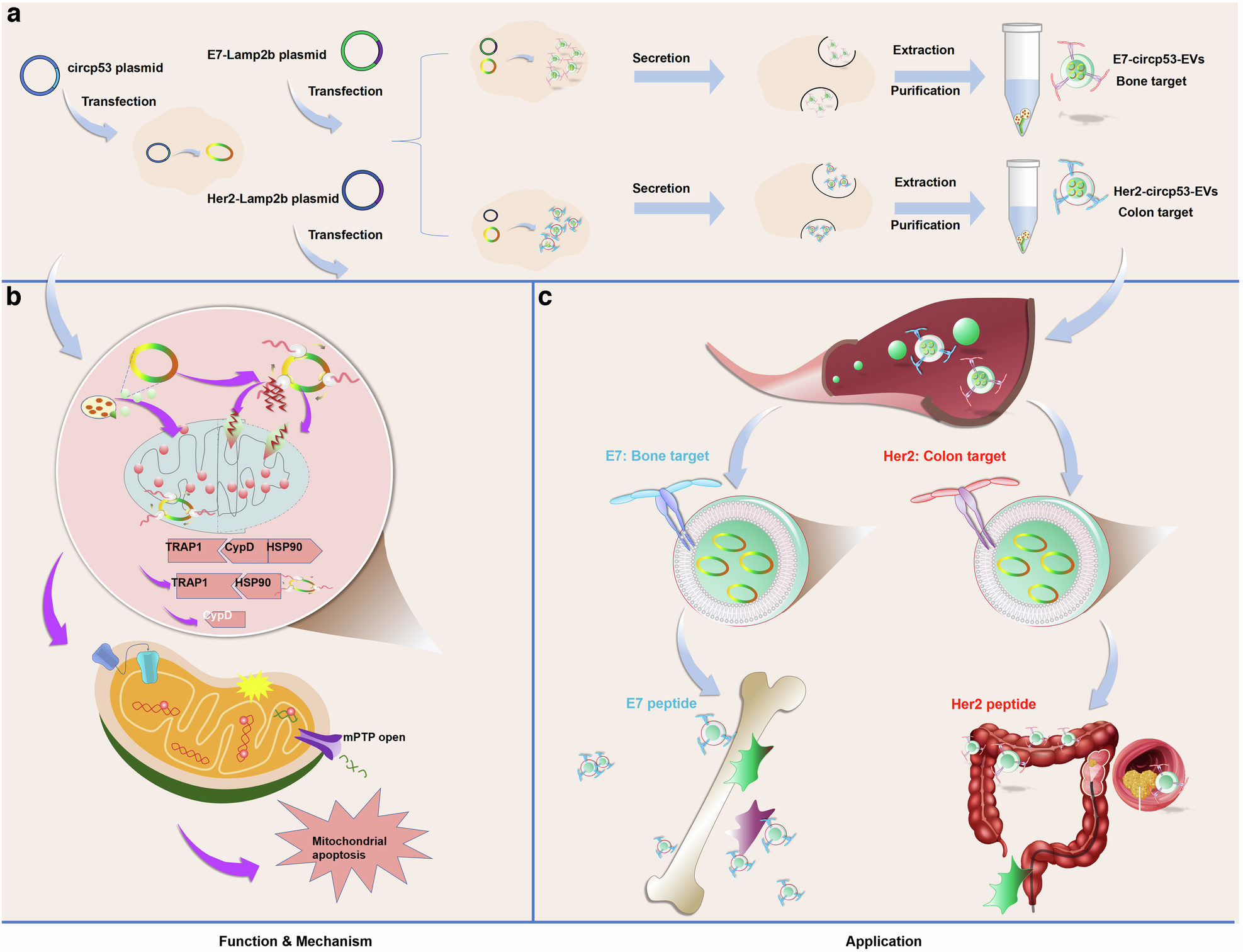 Fig. 8: A schematic diagram illustrates how the targeted delivery of circp53 via EVs suppresses cancer progression by opening the mPTP.