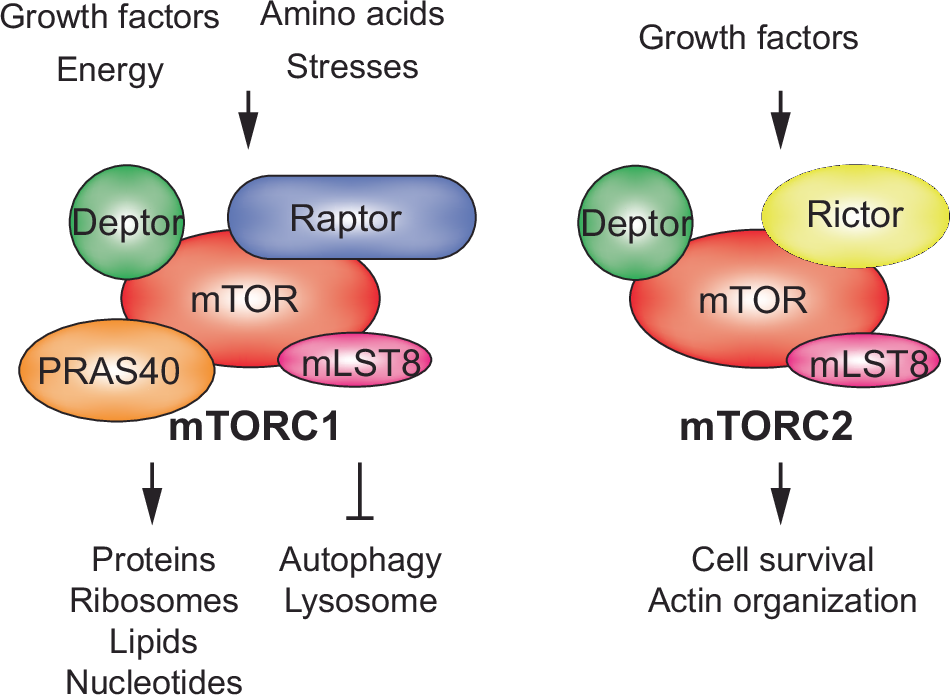 glutathion mtorc2 Regulation of transcriptome plasticity by mTOR signaling pathway B12 Injections in Colgate,
