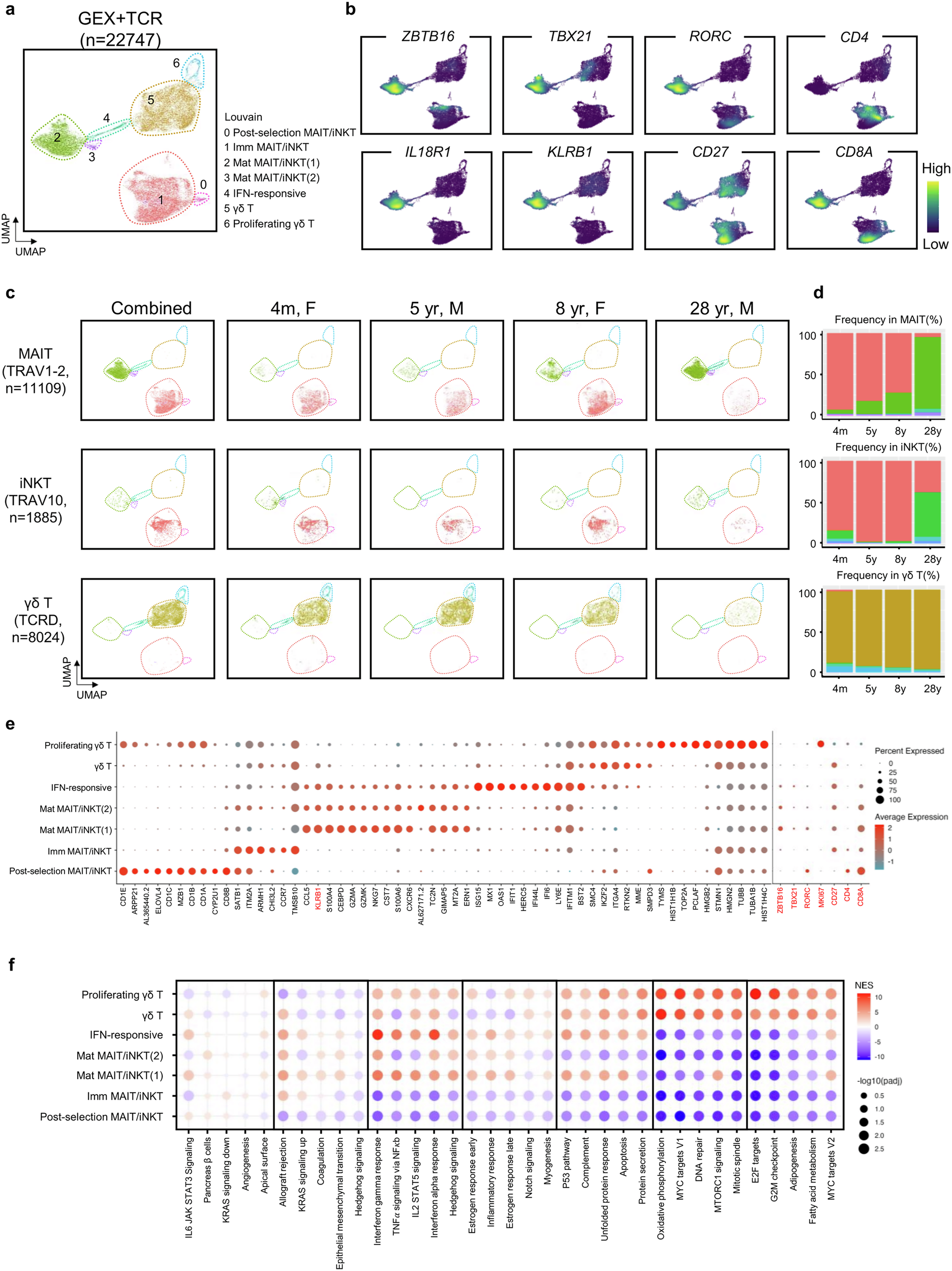 Fig. 2: Age-dependent kinetics of MAIT cell differentiation at the single-cell level.