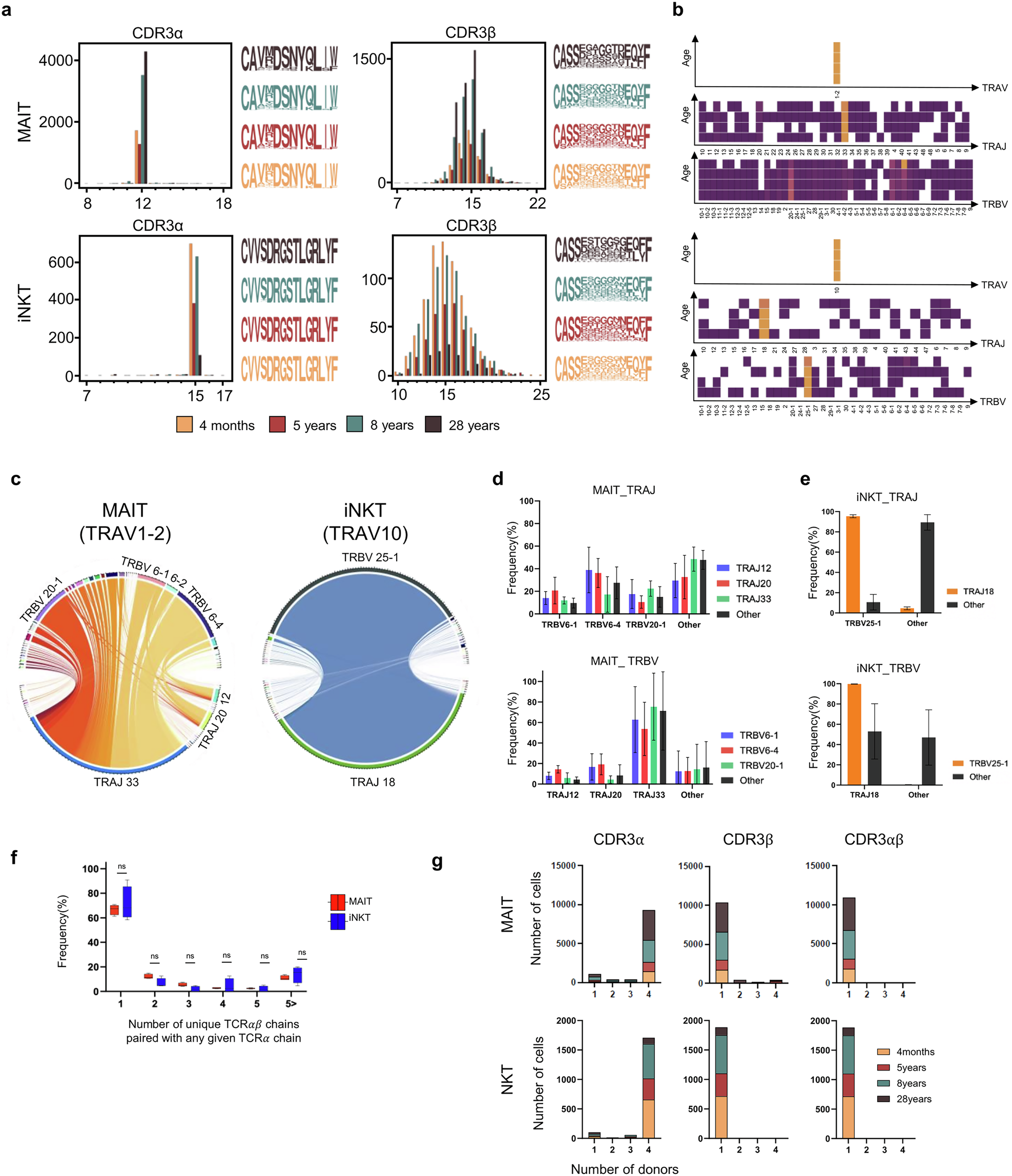 Fig. 5: The diverse repertoire of MAIT and iNKT cells is shaped in the thymus.
