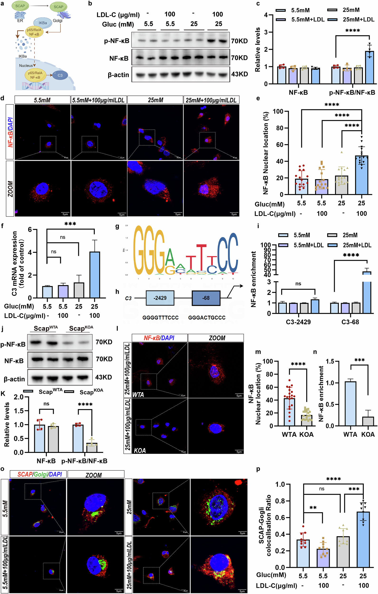 Fig. 8: SCAP mediated the response of astrocytes to pathological conditions by activating NF-κB–C3 signaling.