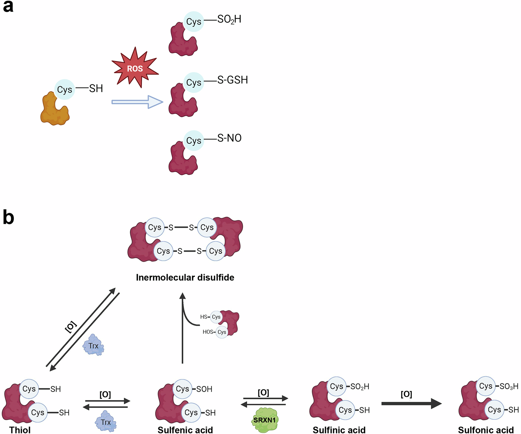 glutathione peroxiredoxin repair sufiredoxin Oxidation of 6 in the Presence of GSH Increases its Phospholipase A2 Activity at Cytoplasmic pH Oxytosis/Ferroptosis in Neurodegeneration: the Underlying