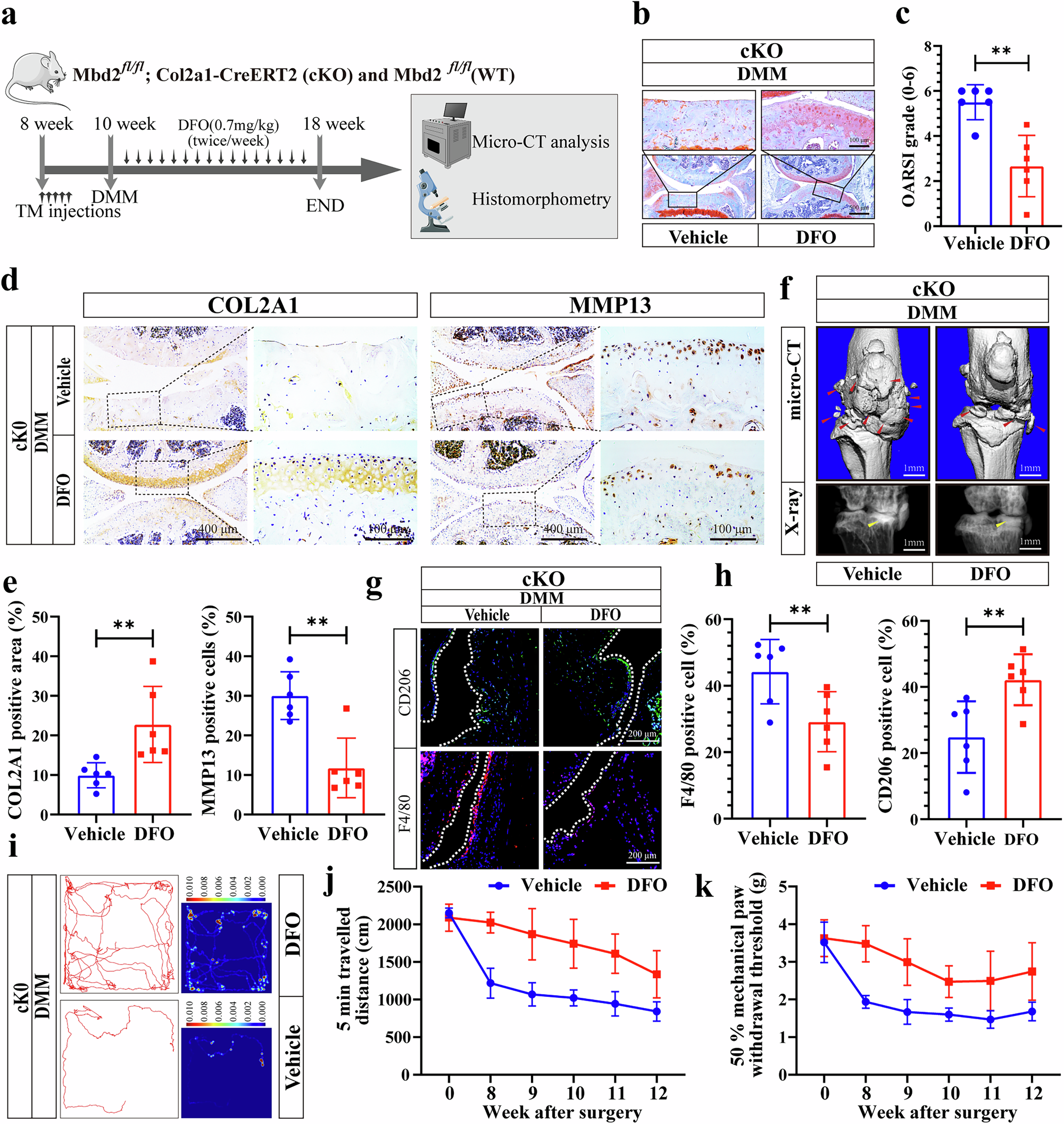 Fig. 4: A ferroptosis inhibitor rescued OA progression induced by Mbd2 deletion.