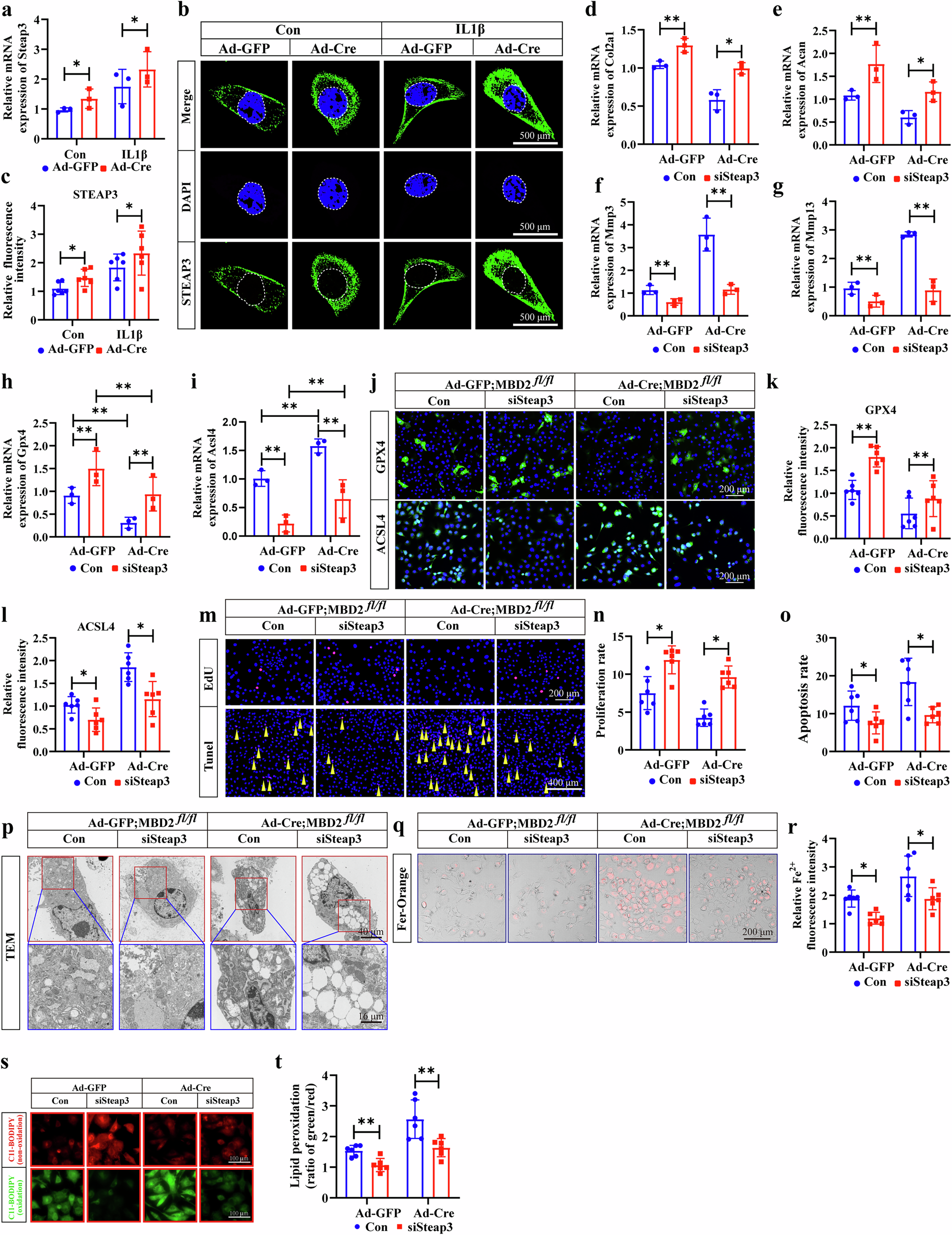 Fig. 6: Steap3 deletion rescued cartilage degeneration and ferroptosis caused by Mbd2 deletion.