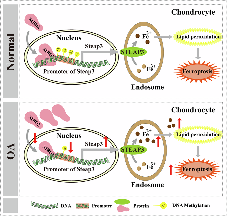 Fig. 8: Schematic diagram illustrating MBD2’s role as a methylation reader that inhibits ferroptosis in chondrocytes by enhancing Steap3 promoter methylation.
