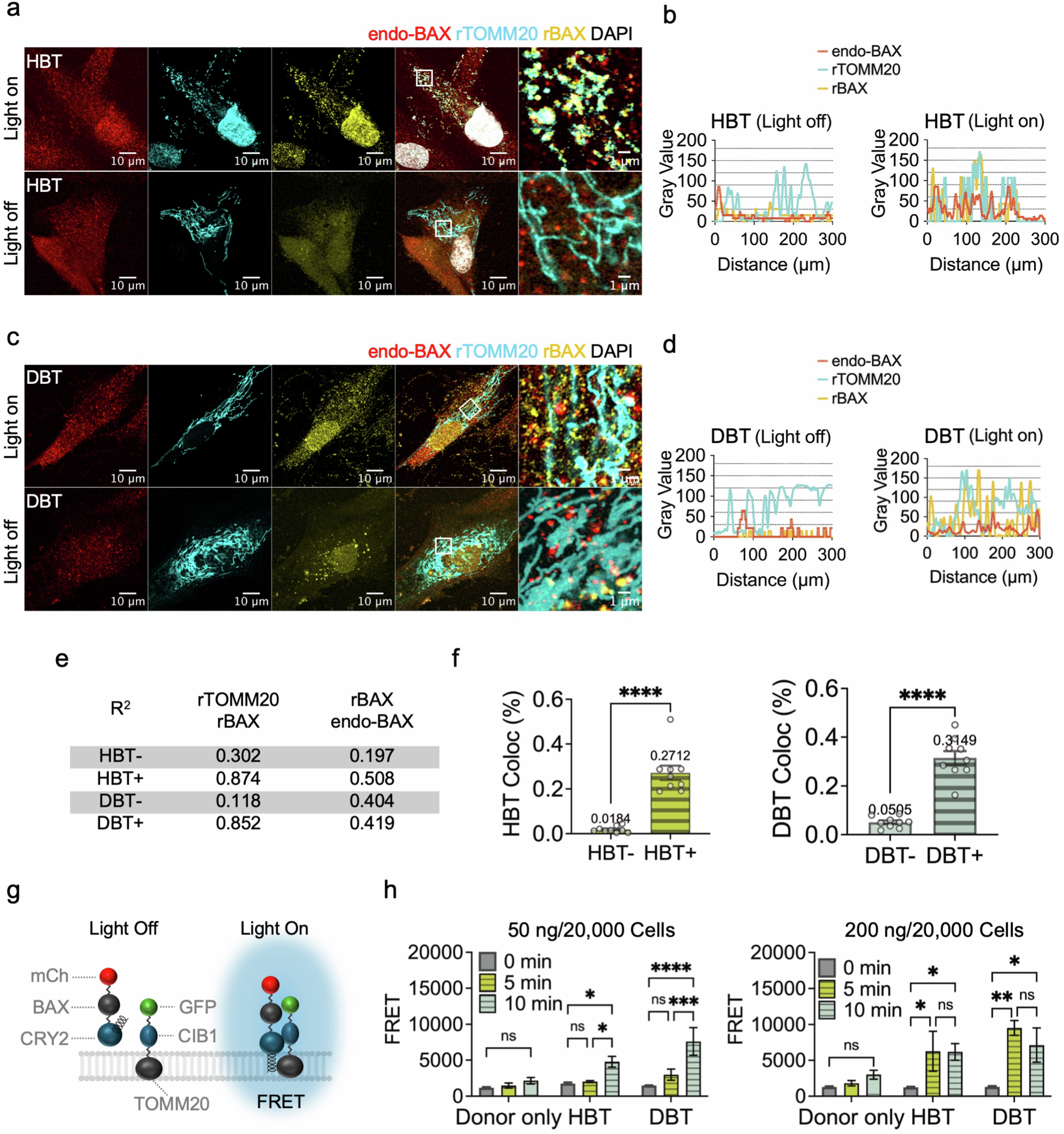 Fig. 3: Optogenetic control of DBT and its impact on endo-BAX.
