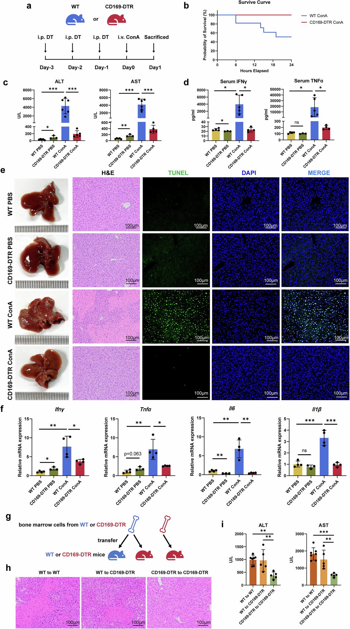 Fig. 3: CD169+ macrophage depletion ameliorated ConA-induced AIH.