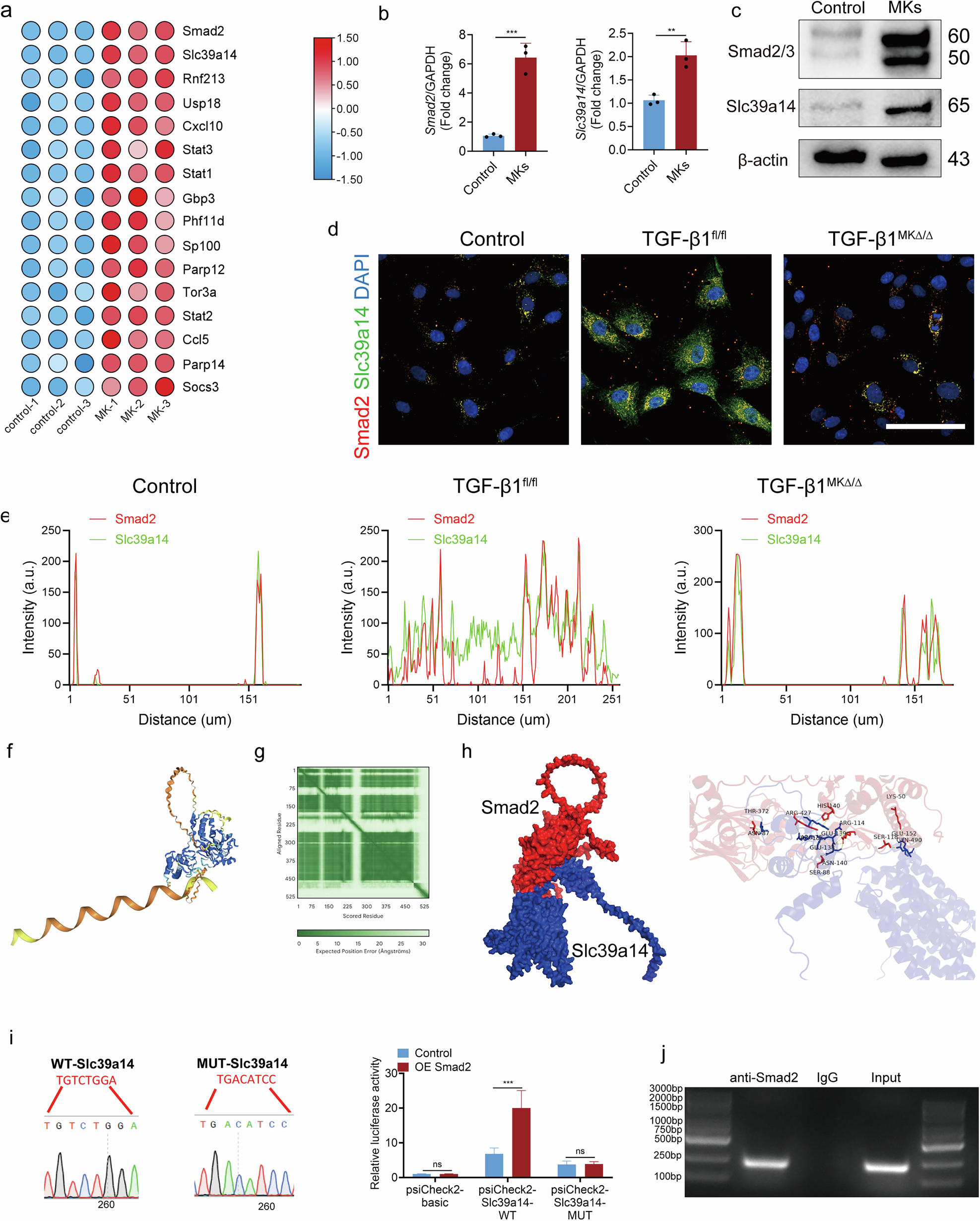 Fig. 4: TGFβ1 secreted by MKs activates LepR+ SSCs via the Smad2/Slc39a14 signaling pathway.