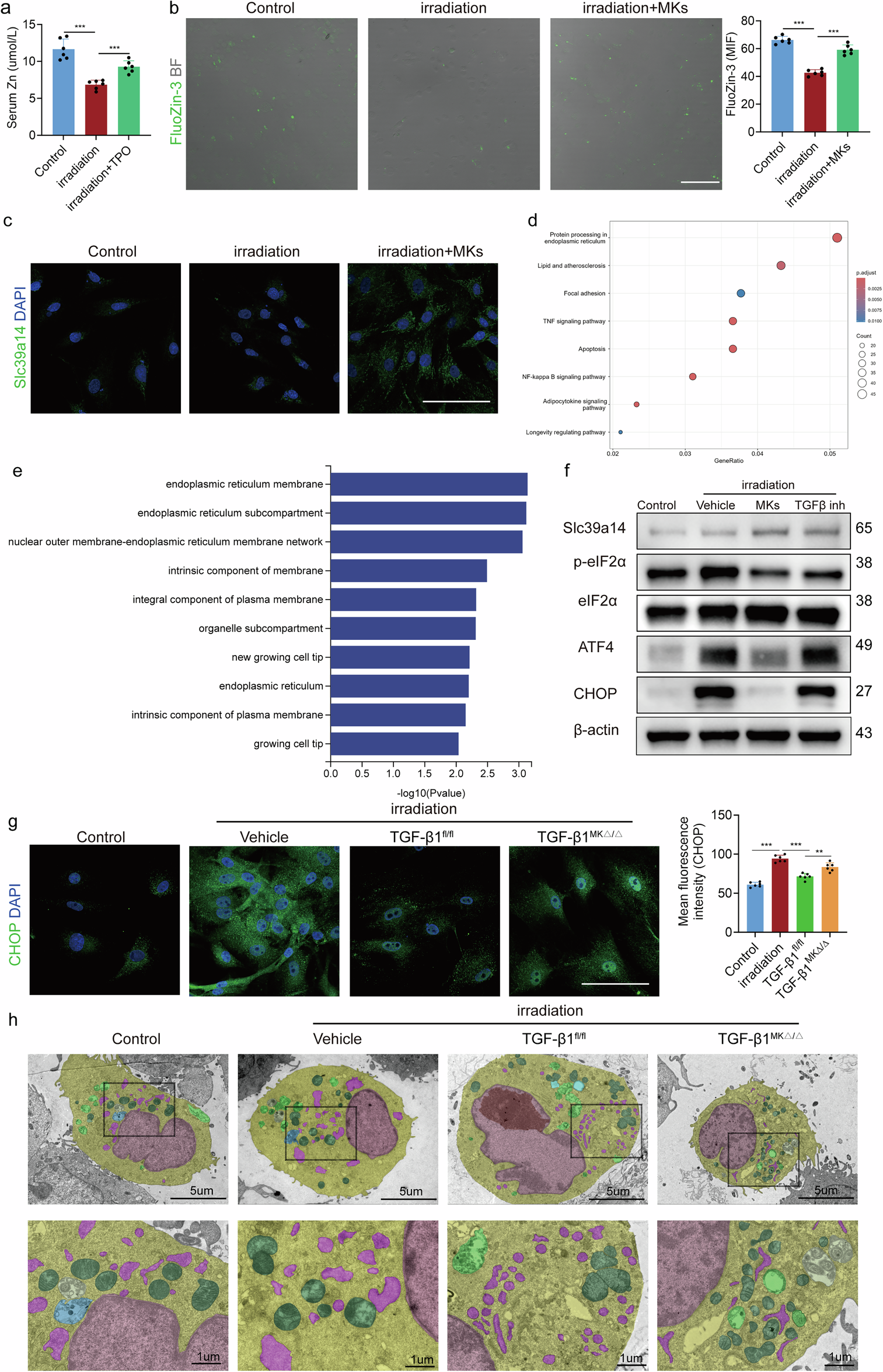 Fig. 5: MKs reduce ER stress in a TGFβ/Slc39a14-dependent manner.