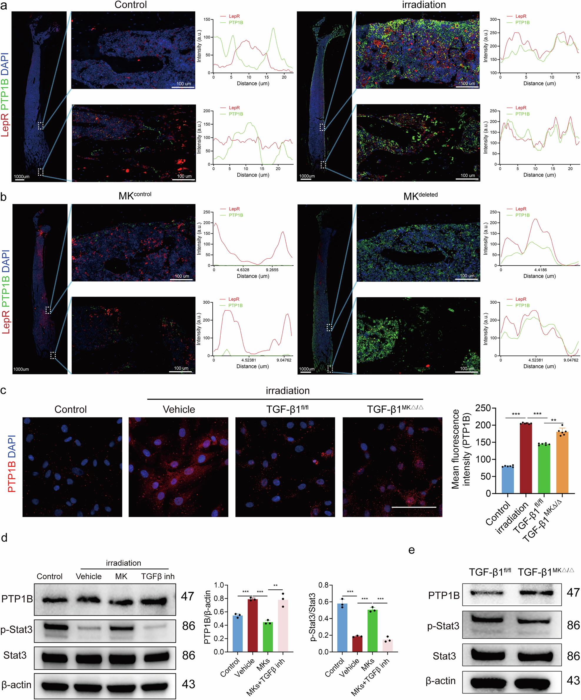 Fig. 6: Slc39a14 inhibits the expression of PTP1B to active downstream Stat3.