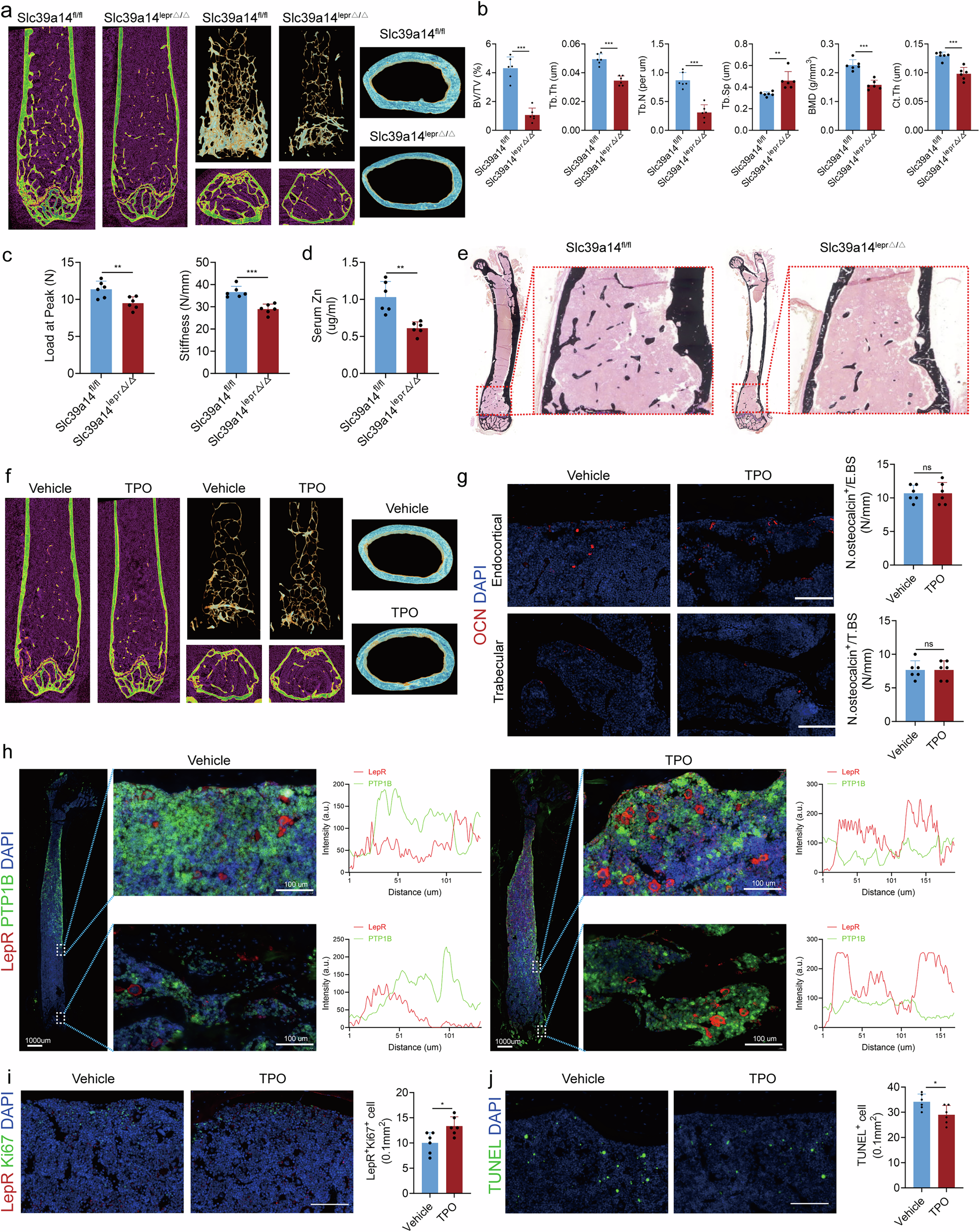 Fig. 8: MKs induce osteogenic lineage commitment of LepR+ SSCs via Slc39a14 after irradiation.