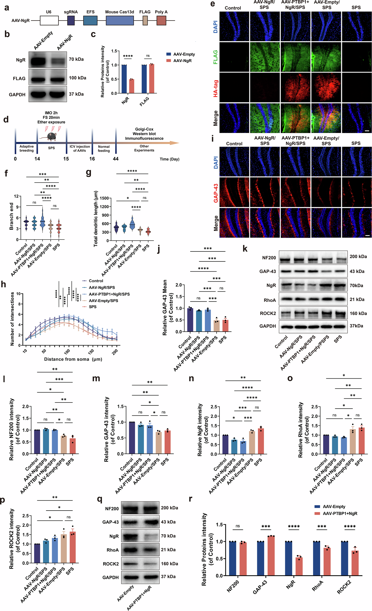 Fig. 7: NgR KD reverses dendrite abnormalities and axonal regeneration impairments induced by SPS and PTBP1 KD.