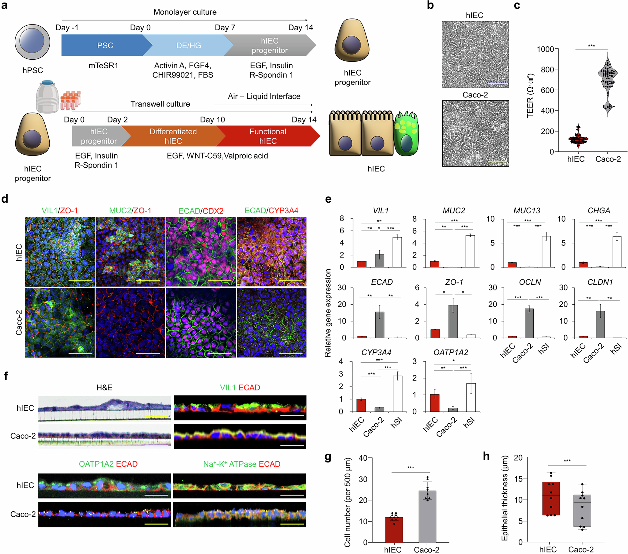 Fig. 1: Characterization of hIEC and Caco-2 intestinal epithelium models.