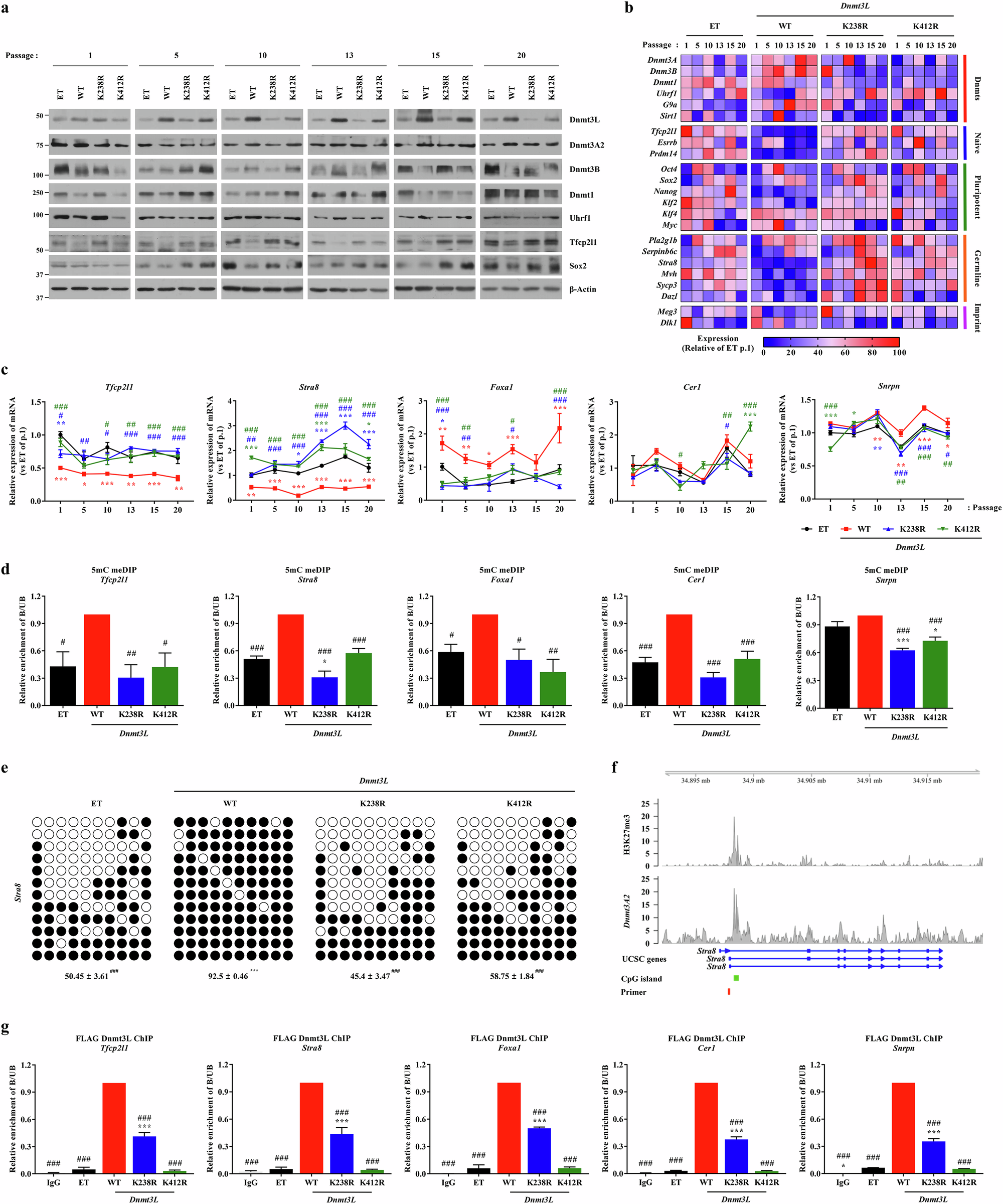 Fig. 5: Dnmt3L acetylation regulates naive pluripotency and germline gene expression via DNA methylation.