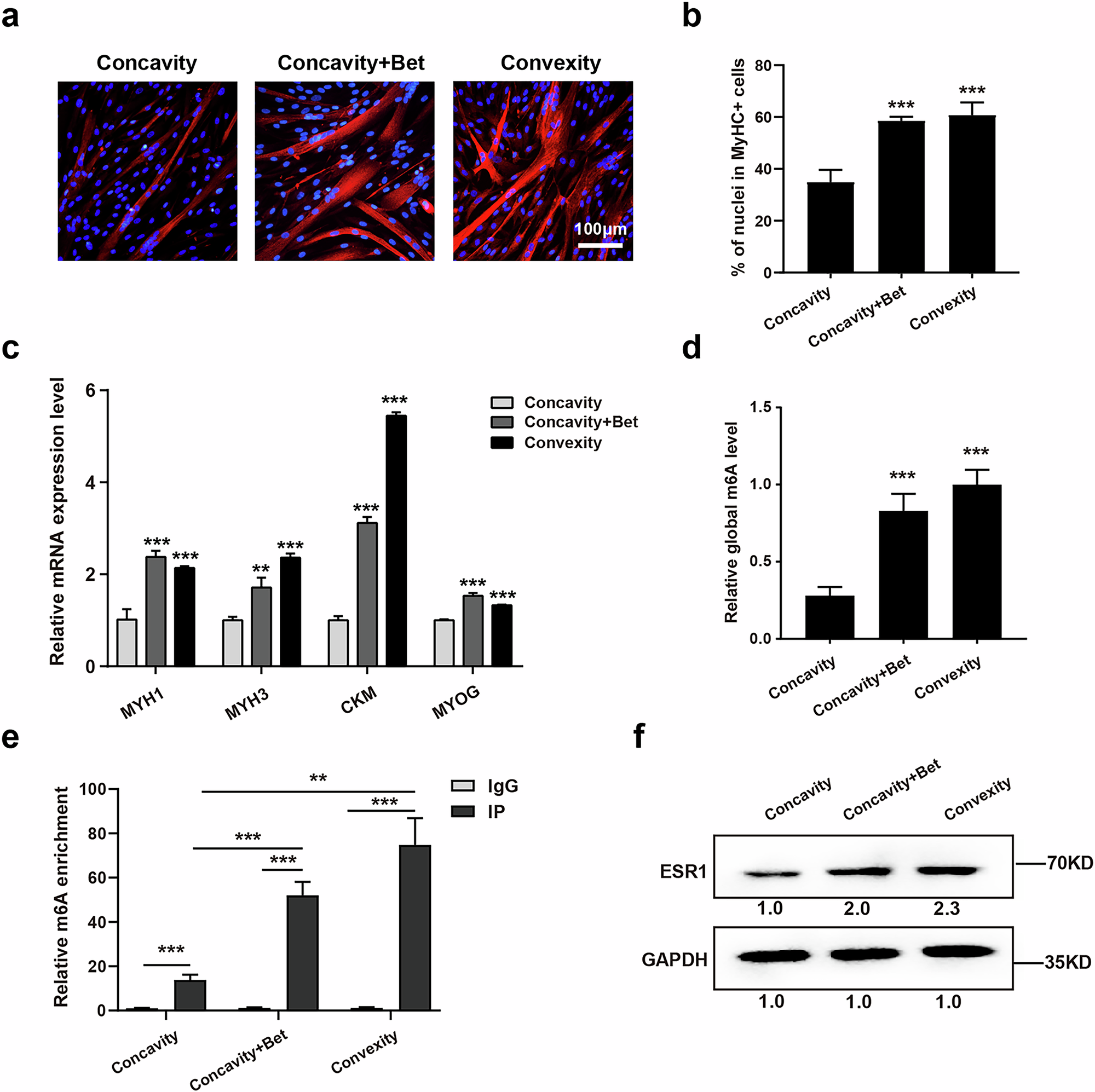 Fig. 5: Betaine could mitigate the differentiation defects of muscle stem/progenitor cells on the concave side.