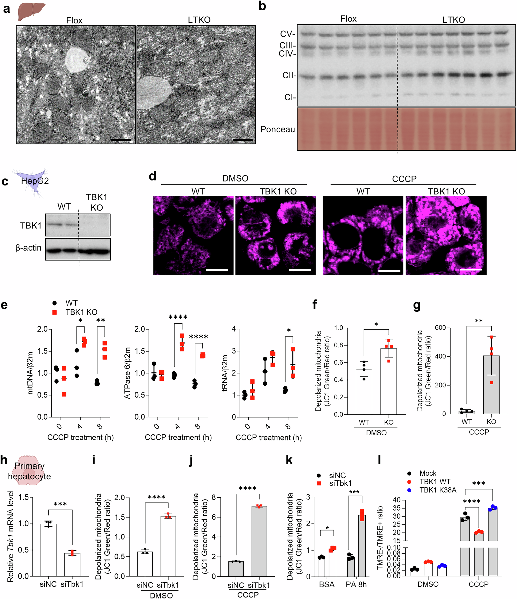 Fig. 1: TBK1 is associated with maintenance of mitochondrial quality control.