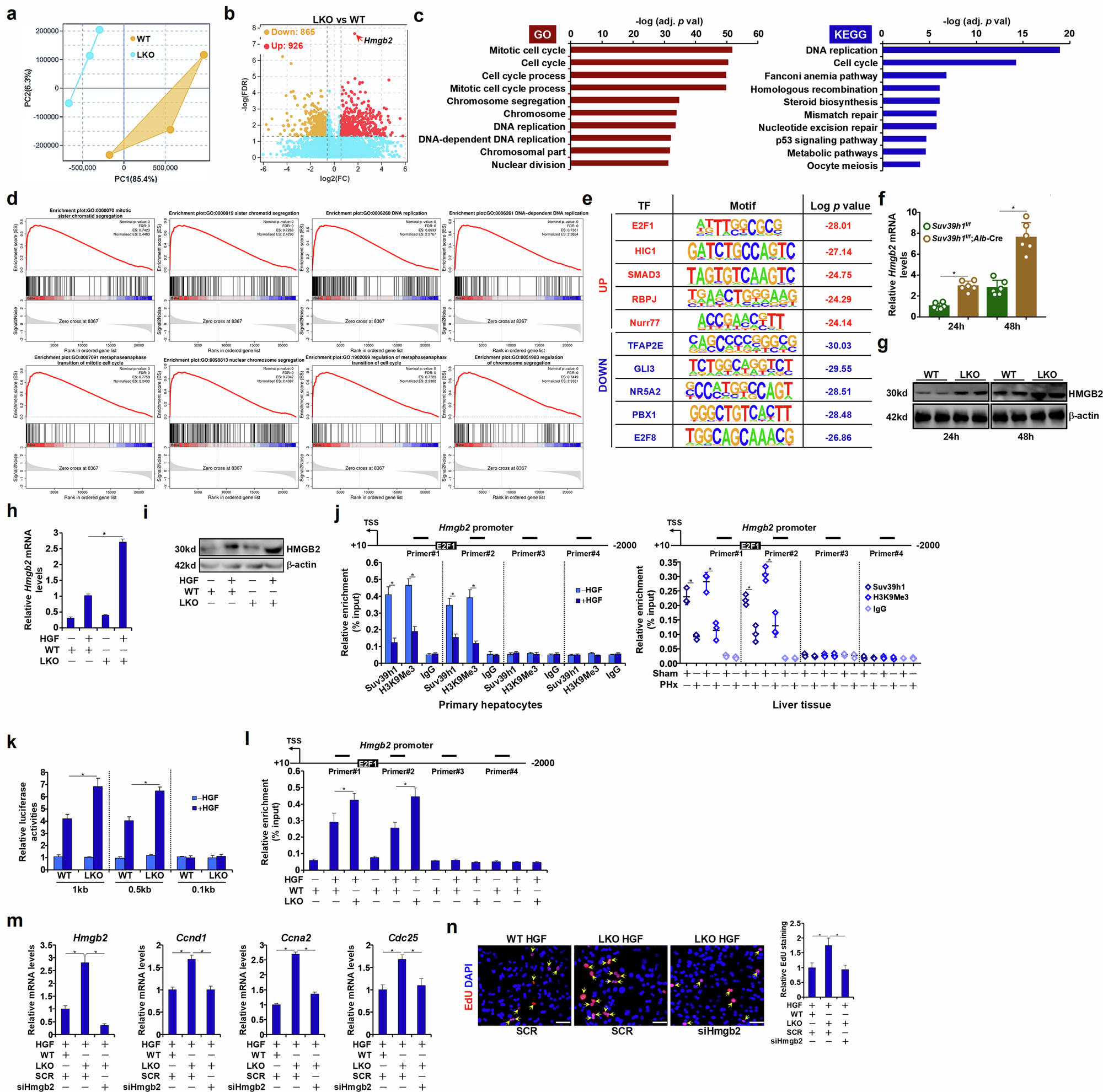 Fig. 3: RNA-seq points to a role for Suv39h1 in regulating cell cycling in hepatocytes.