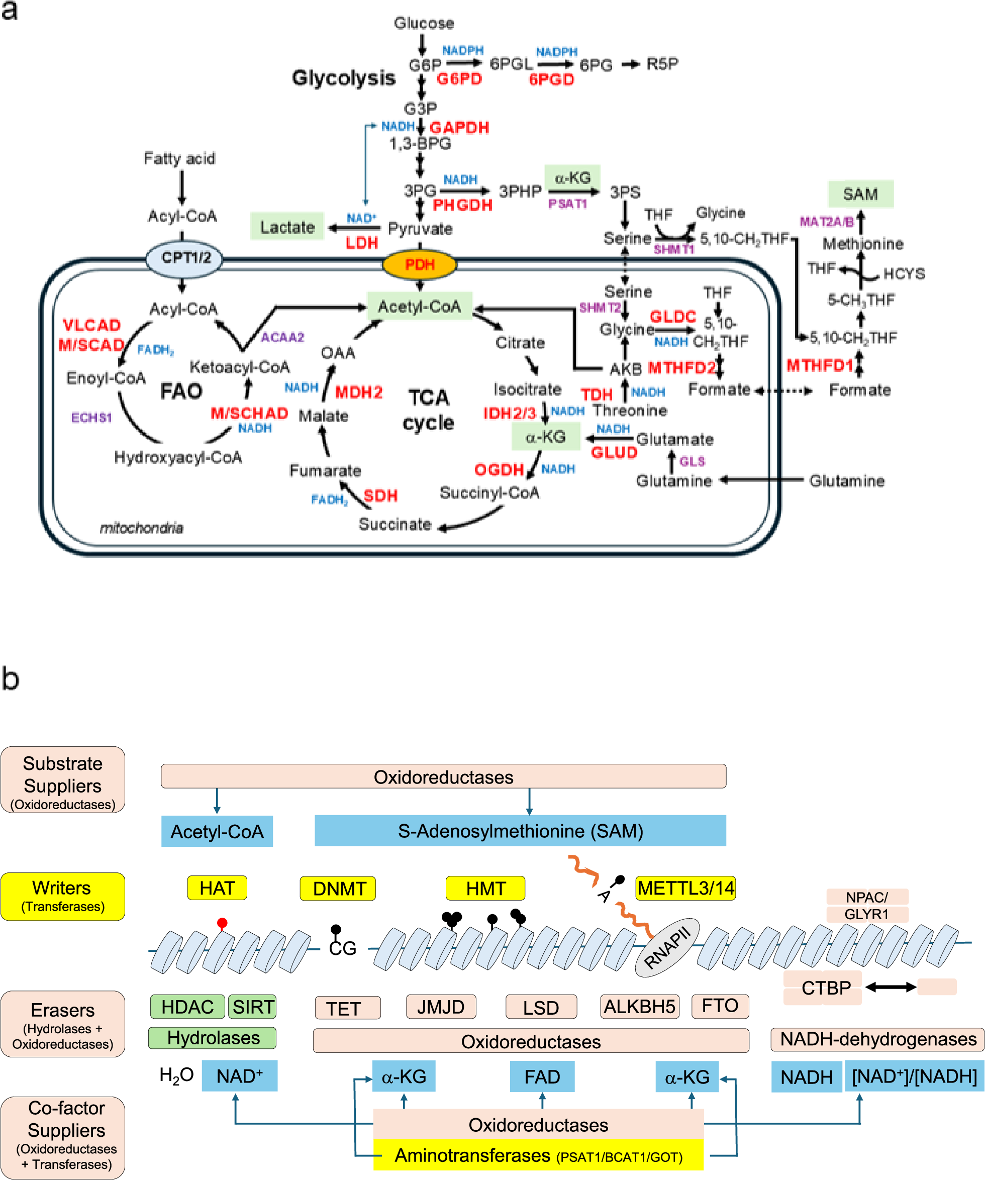 glutathione and methylation cycle hypothesis Full article: The effects of