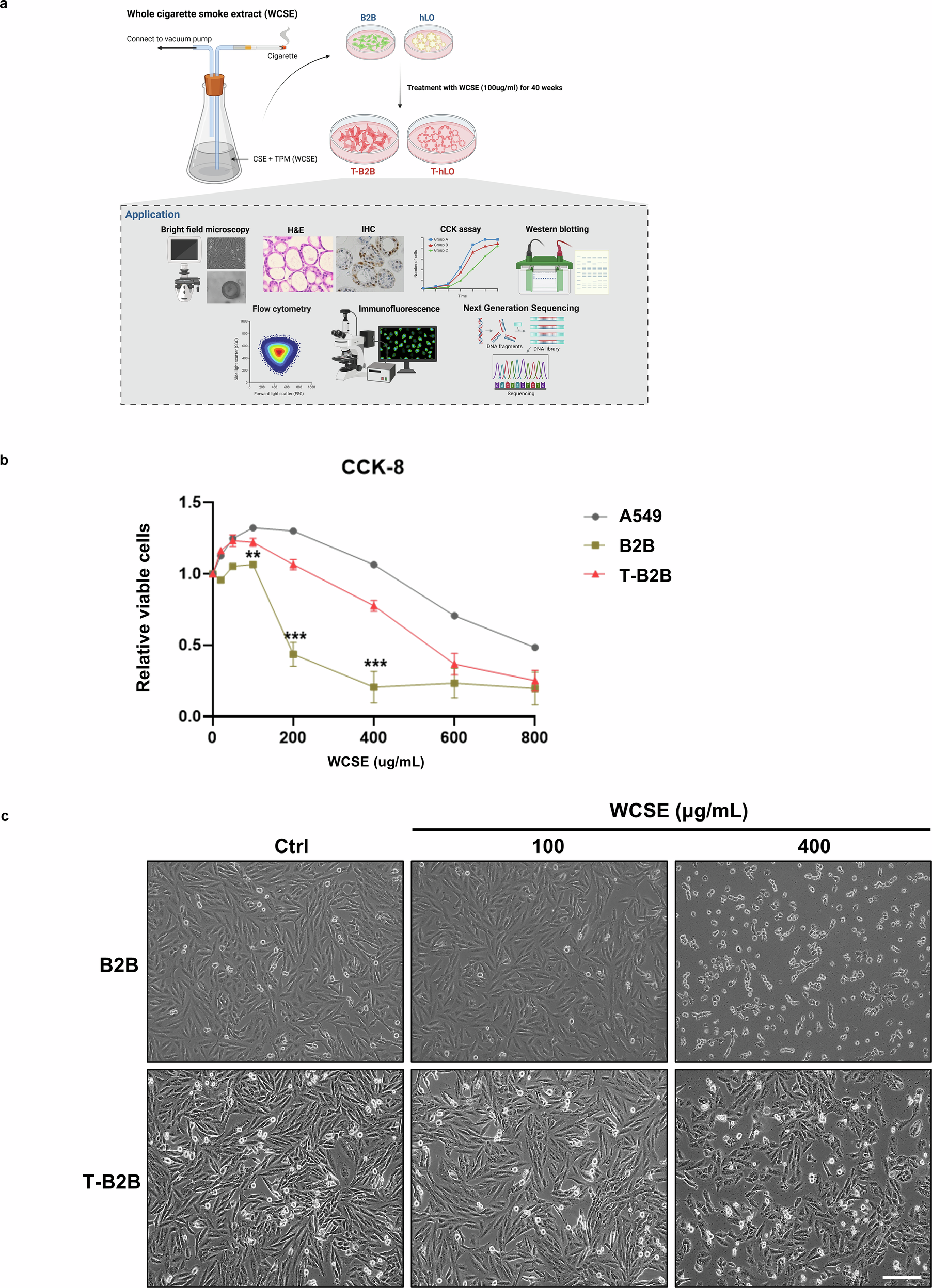 cigarette smoke mitochondrial damage lung epithelial cells A chronic whole cigarette smoke extract model reveals redox–mitochondrial  adaptation in human lung epithelial and organoid models
