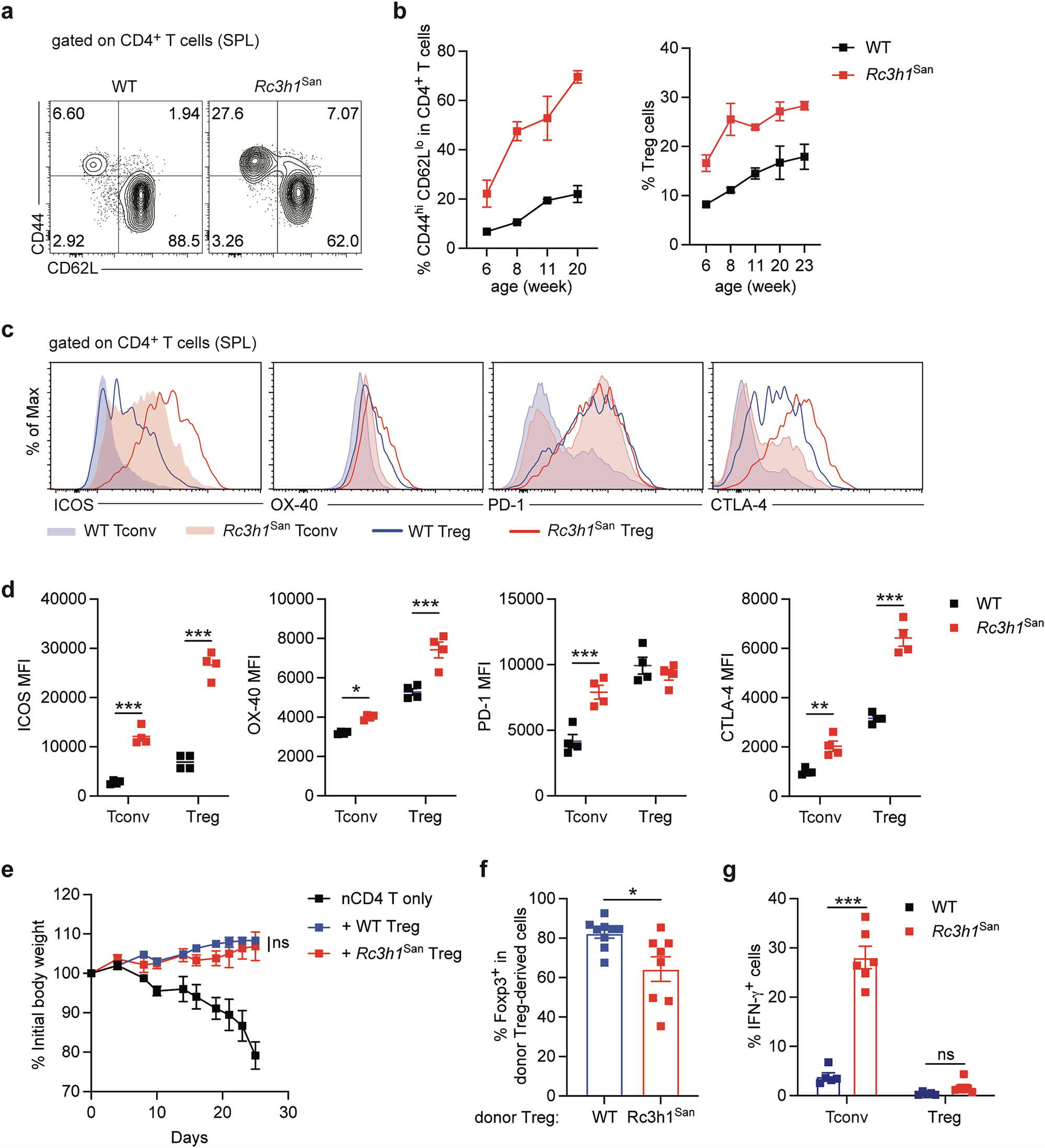 Defective inducible T cell costimulator signalling drives neuropilin-1 hi CD4 + T cell-mediated non-germinal centre B cell activation via impaired regulatory T cell maintenance in a lupus model