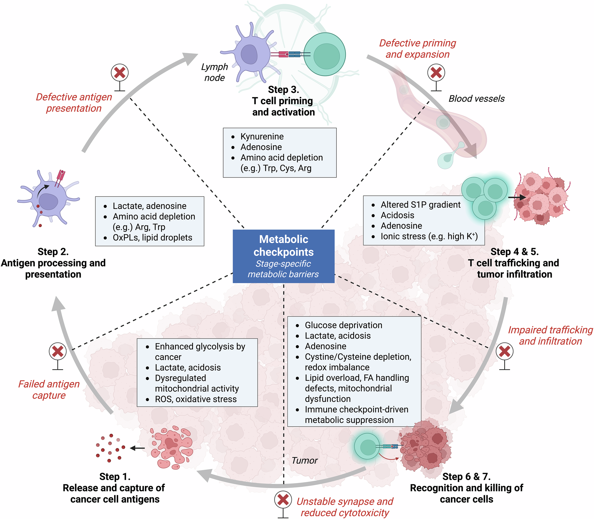 Metabolic rewiring of the dendritic cell–T cell axis: tumour-derived barriers and therapeutic opportunities