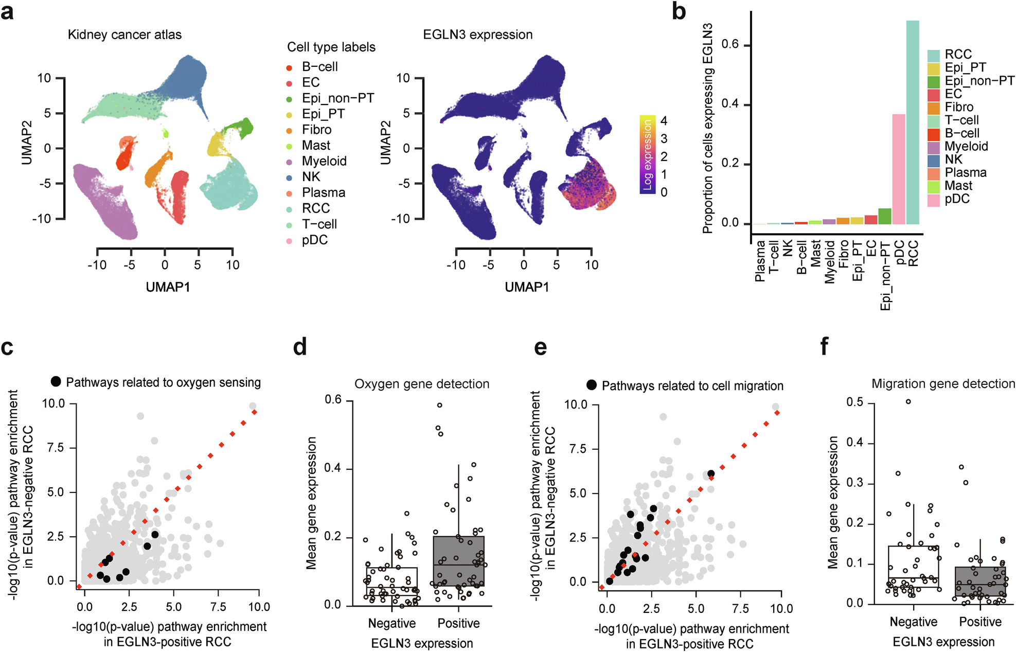 Oxygen-dependent subcellular redistribution of PHD3 links the hypoxic microenvironment to mitochondrial metabolic reprogramming in ccRCC