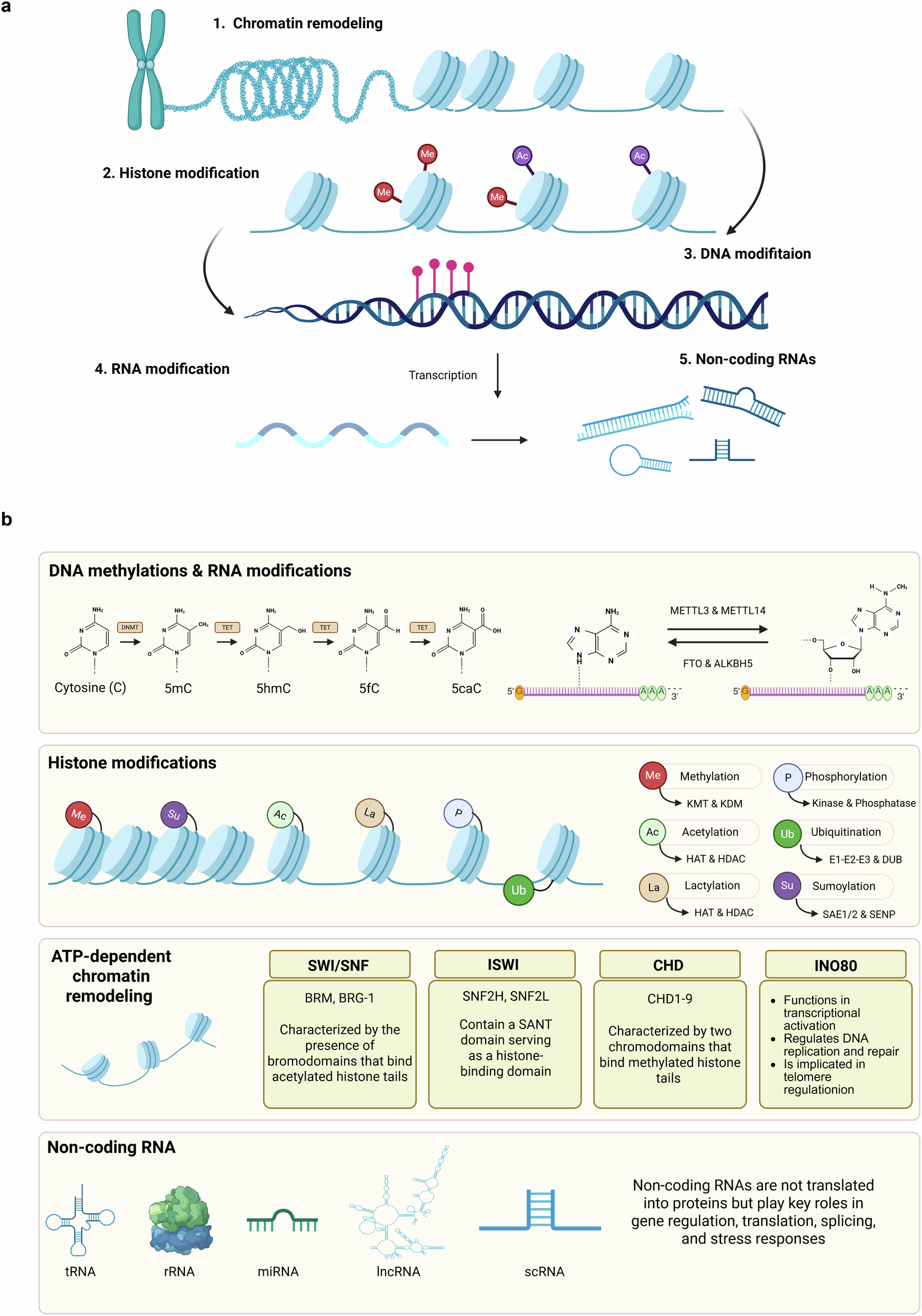 Histone deacetylases in cancer metabolic reprogramming