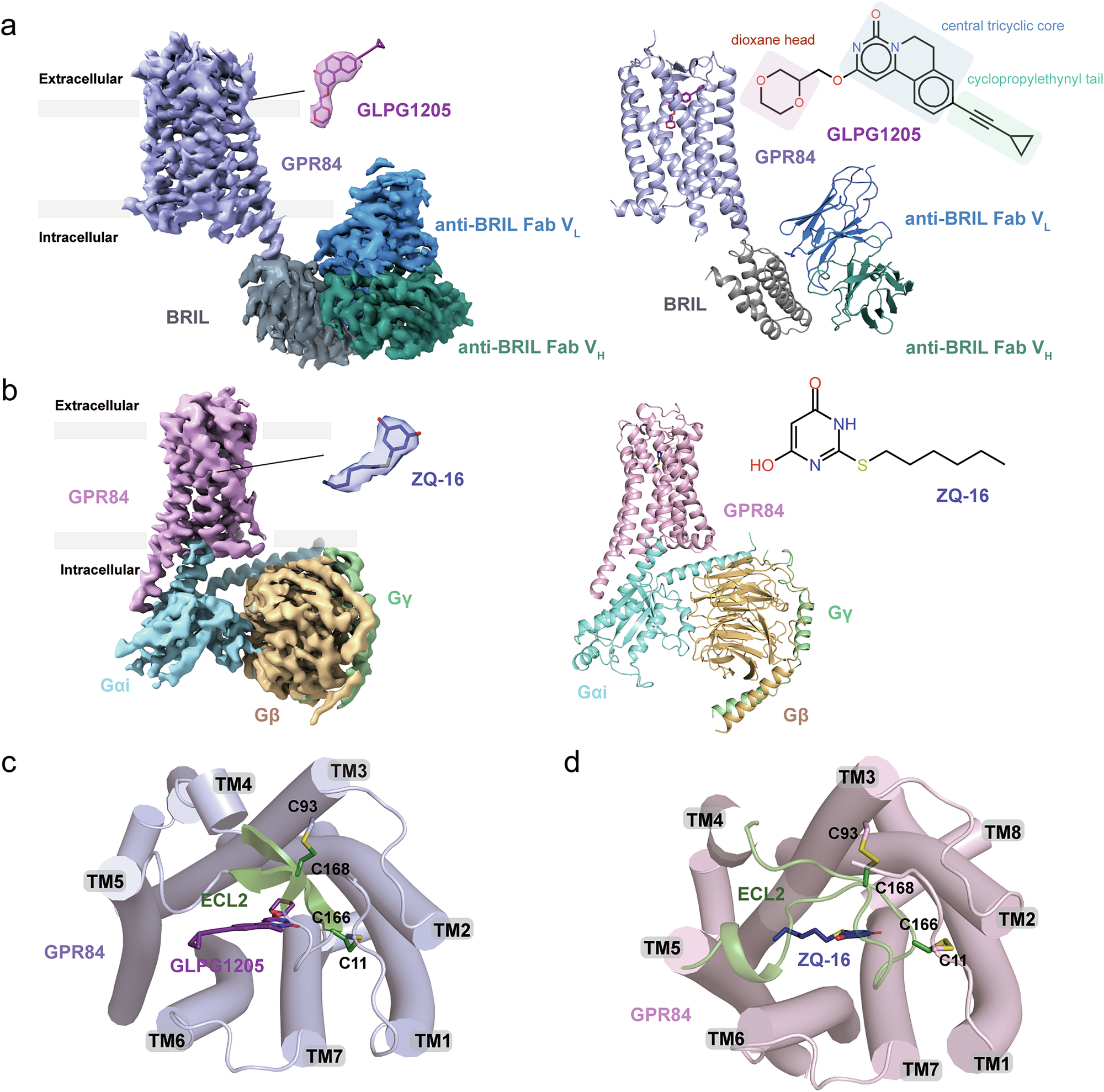 Pharmacological modulation of GPR84 revealed by dual states structures and immune functional assays