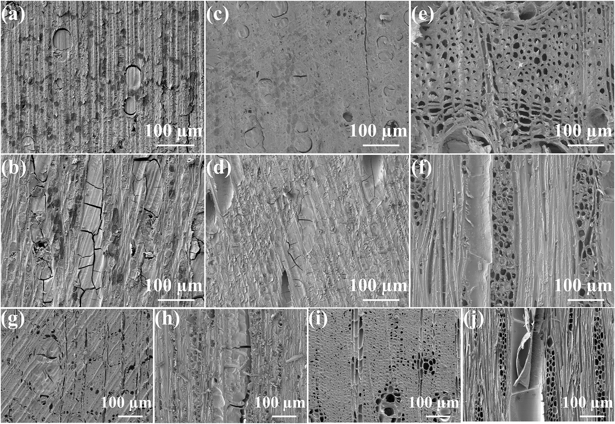 Fig. 2: SEM images of transverse and longitudinal sections of waterlogged archaeological wood and reference wood.