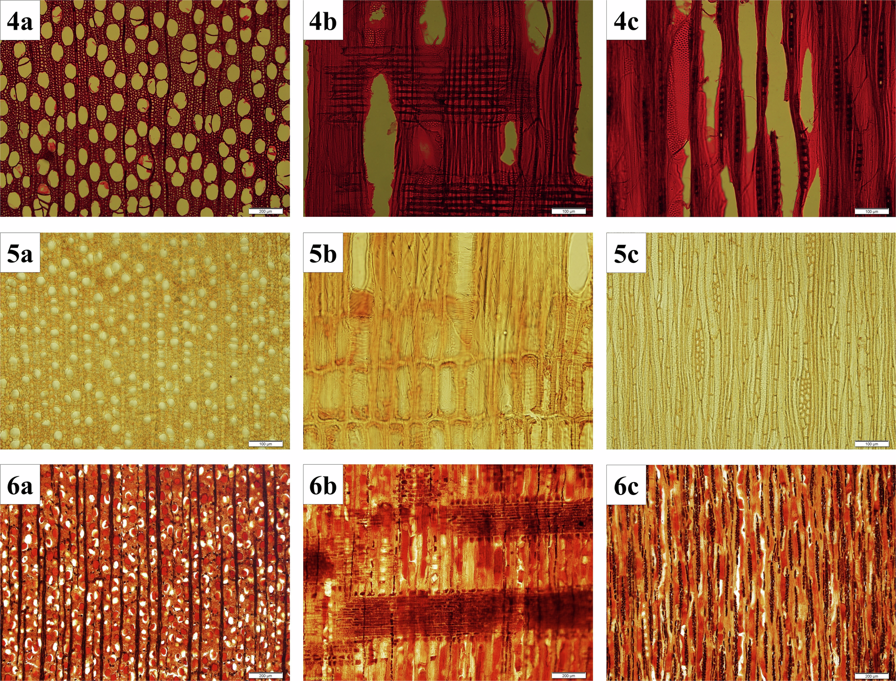 Fig. 6: Microscopic anatomical characteristics of wood samples.