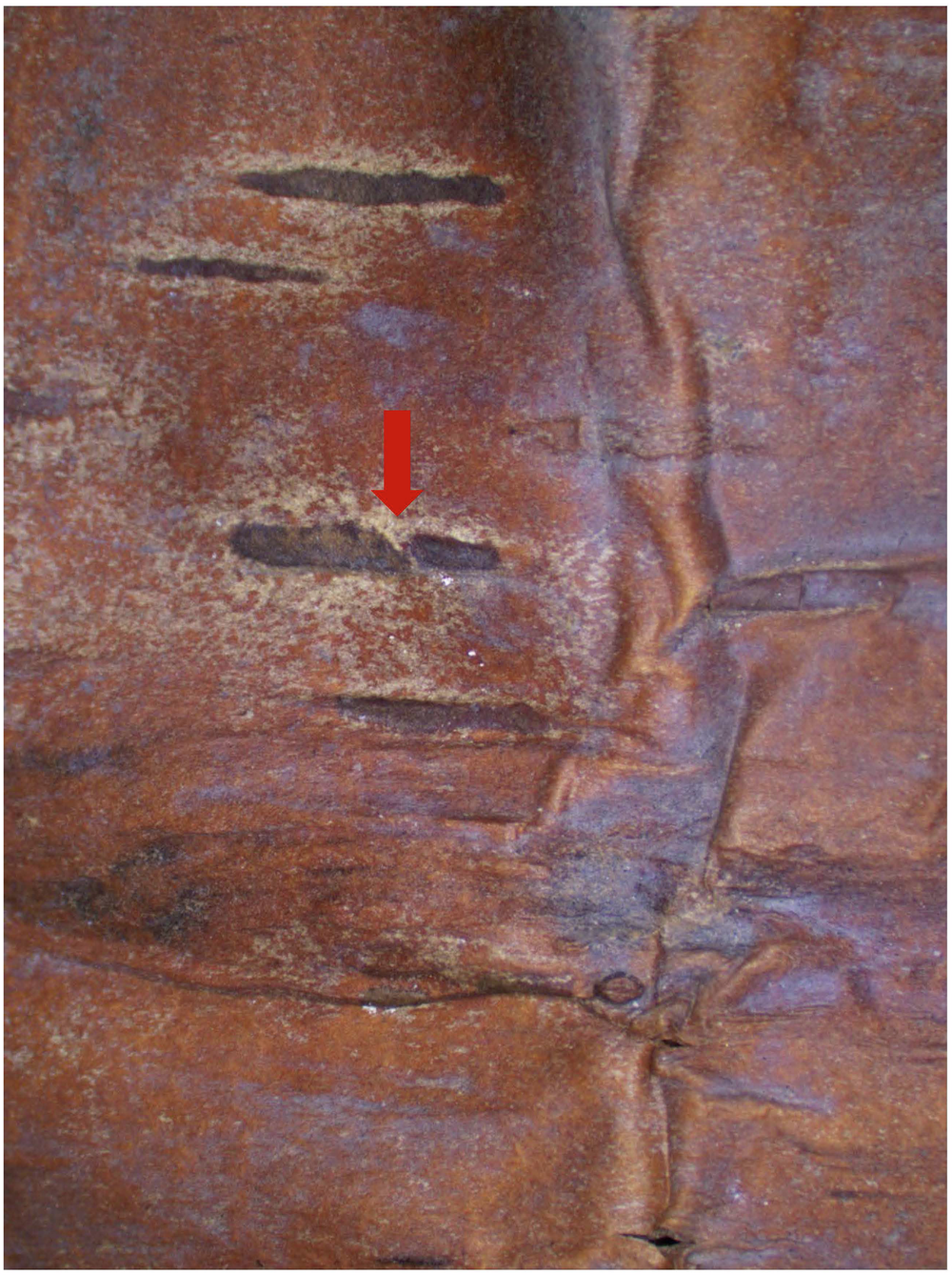 Fig. 4: Microscopic morphology of sample XZDL-1.