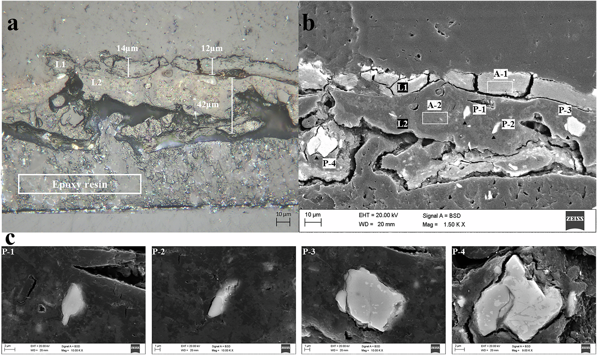 Fig. 3: The microscope photographs and BSE photograph of the lacquer film sample.