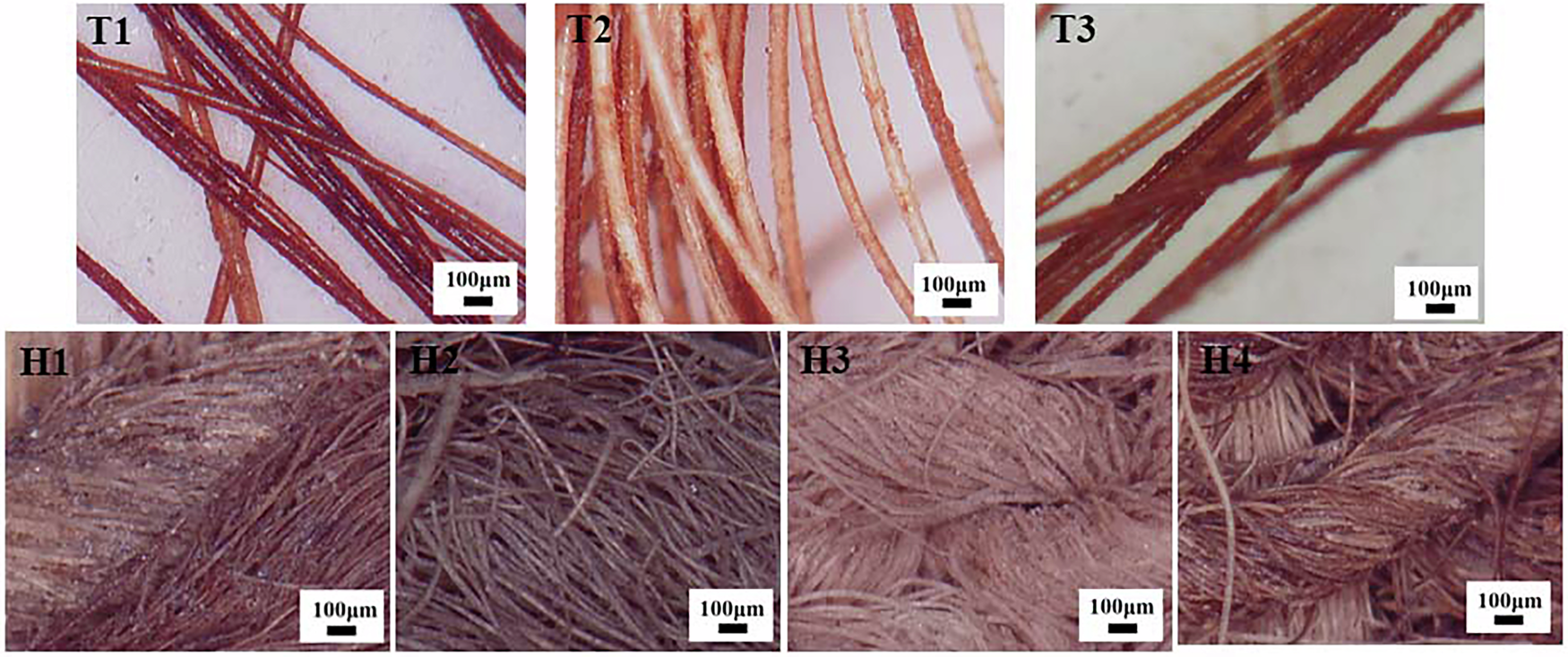 Fig. 2: Digital photos of archaeological samples from optical microscope.