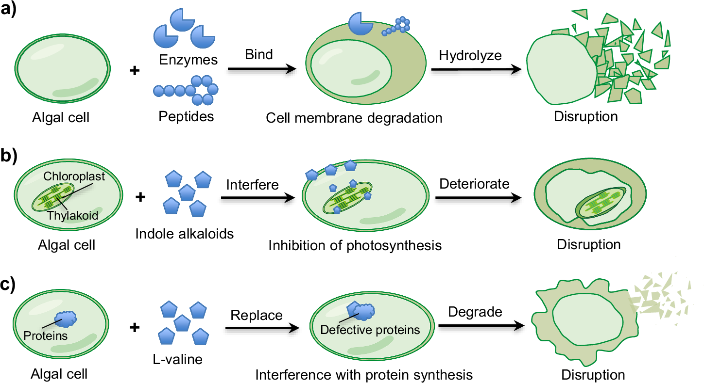 Fig. 3: Modes of algicidal action through disruption of the cell membrane system.